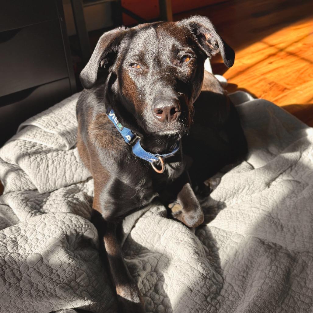 Enlarge Howie, a Adoptable Mixed Breed in Bentonville, AR image 6/6