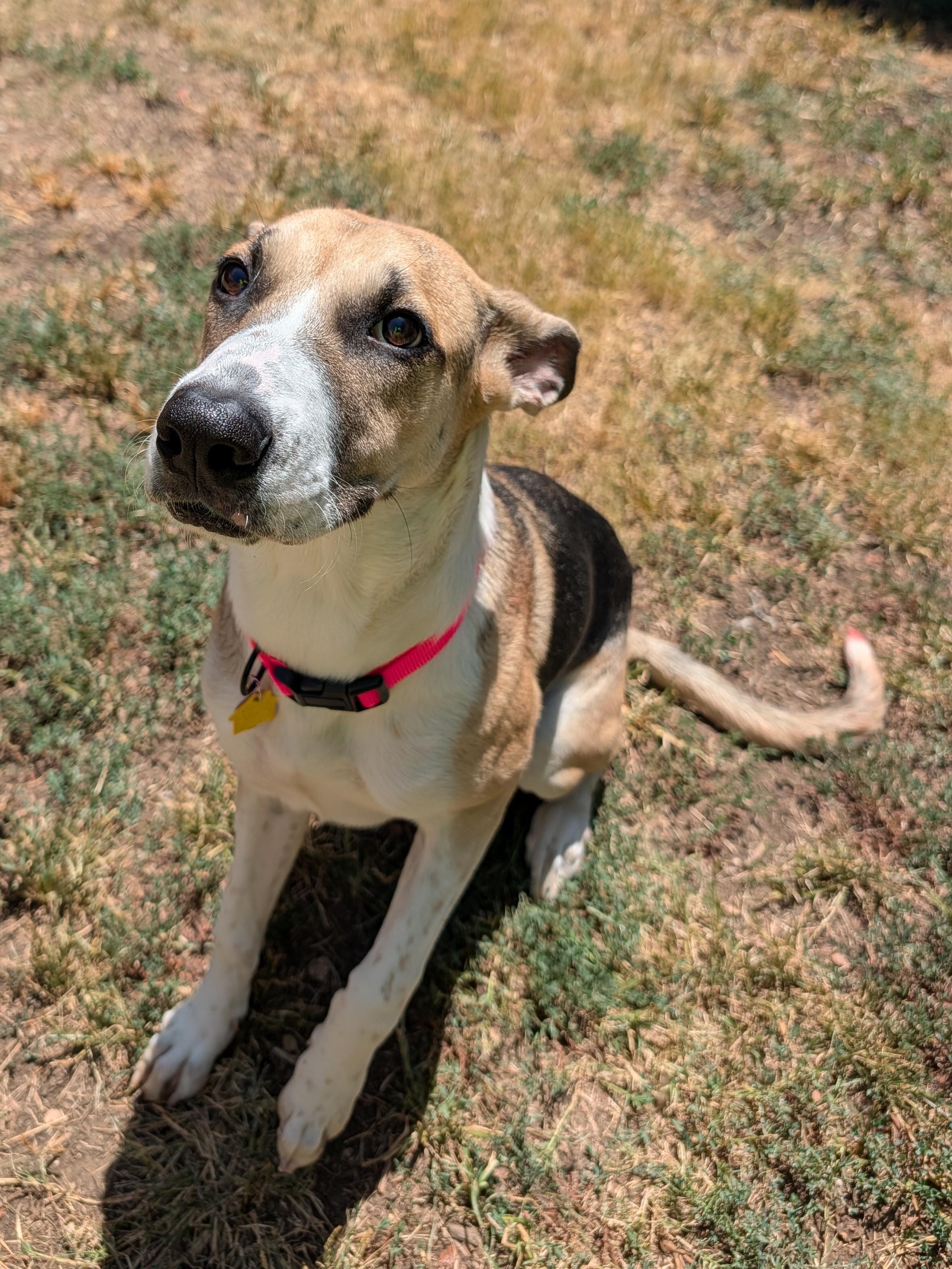 Enlarge Trixie A219660 VIP, a Adoptable mixed breed in Plano, TX image 4/6