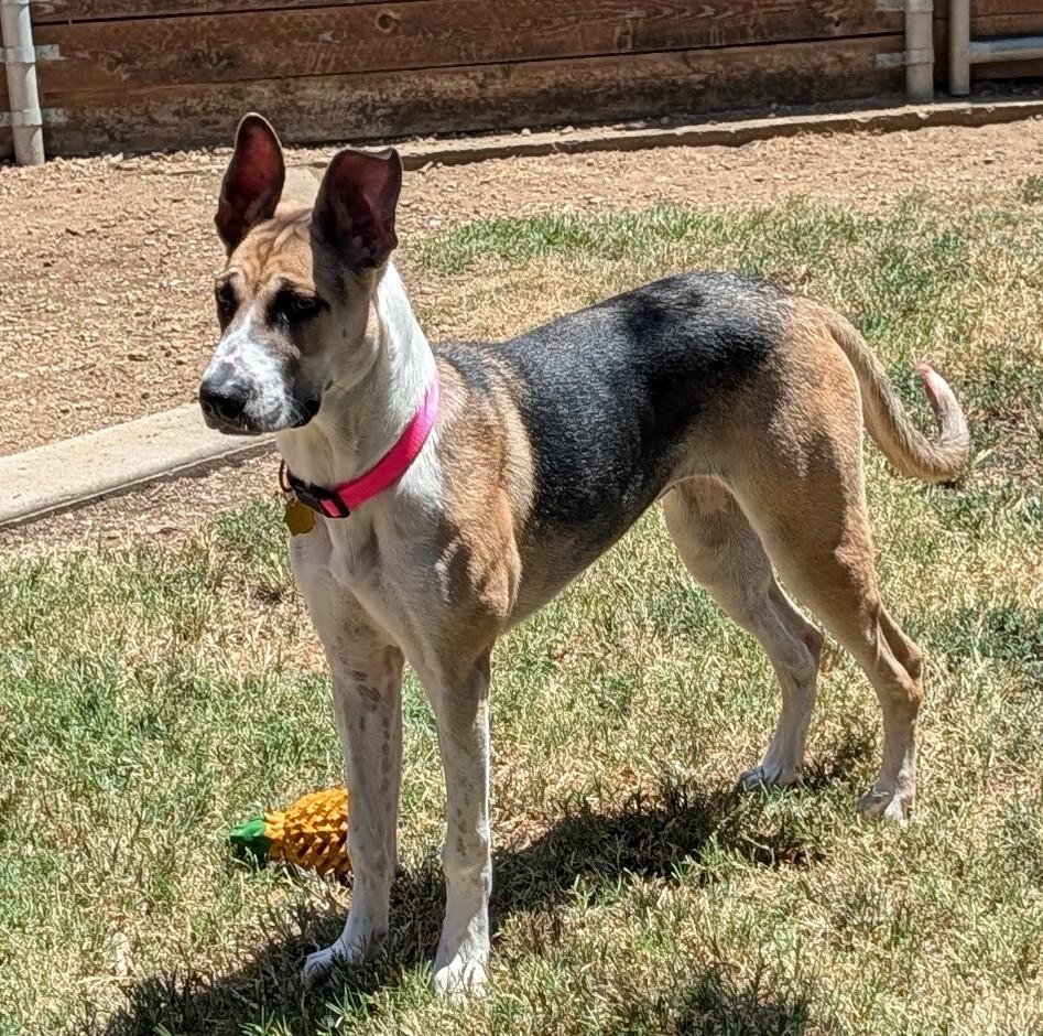 Enlarge Trixie A219660 VIP, a Adoptable mixed breed in Plano, TX image 1/6