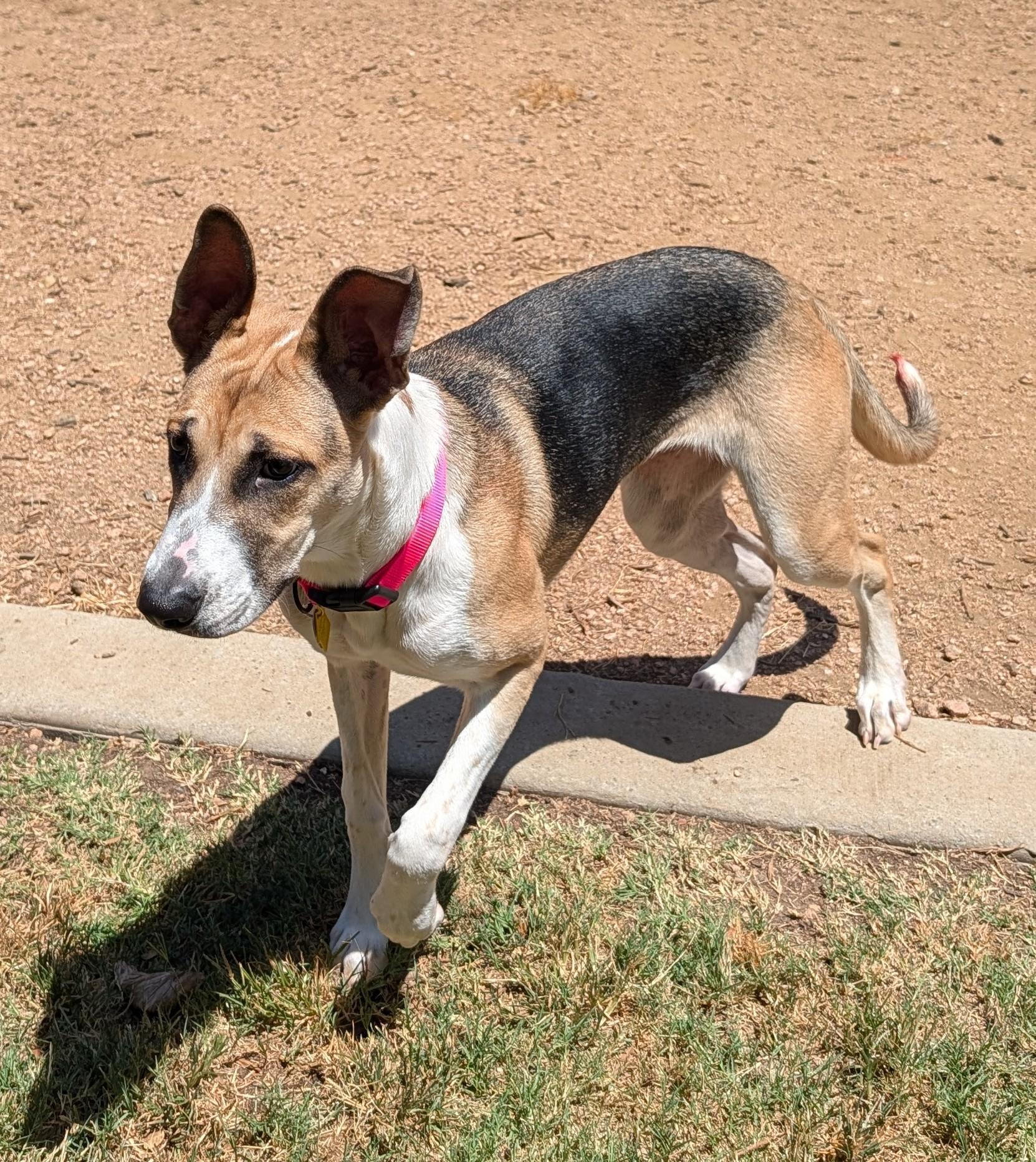 Enlarge Trixie A219660 VIP, a Adoptable mixed breed in Plano, TX image 5/6