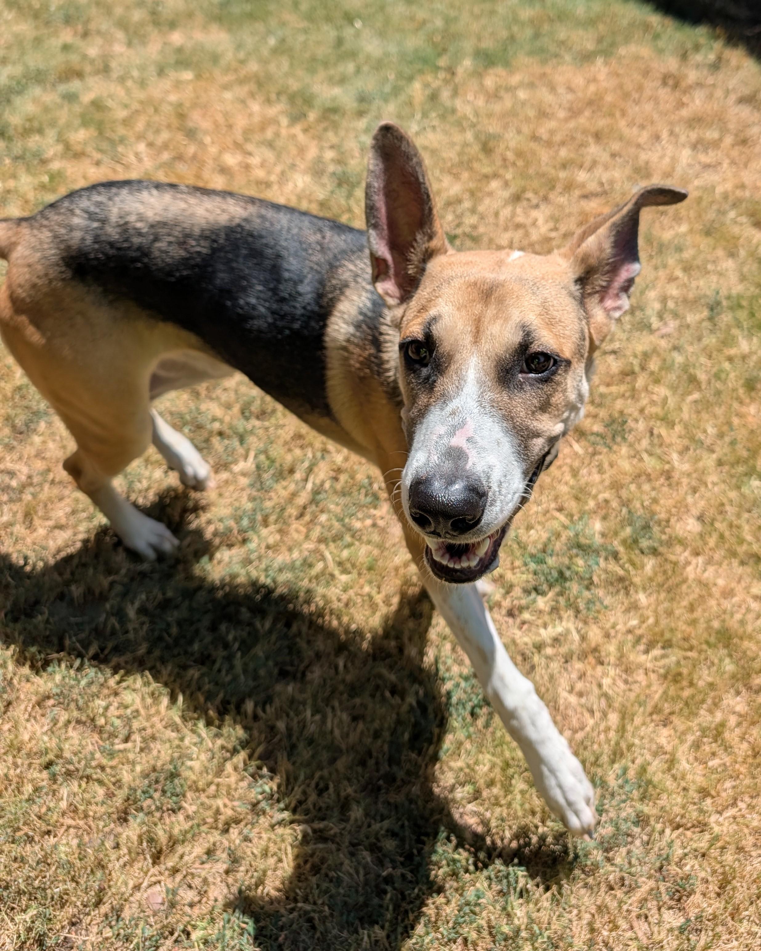 Enlarge Trixie A219660 VIP, a Adoptable mixed breed in Plano, TX image 3/6