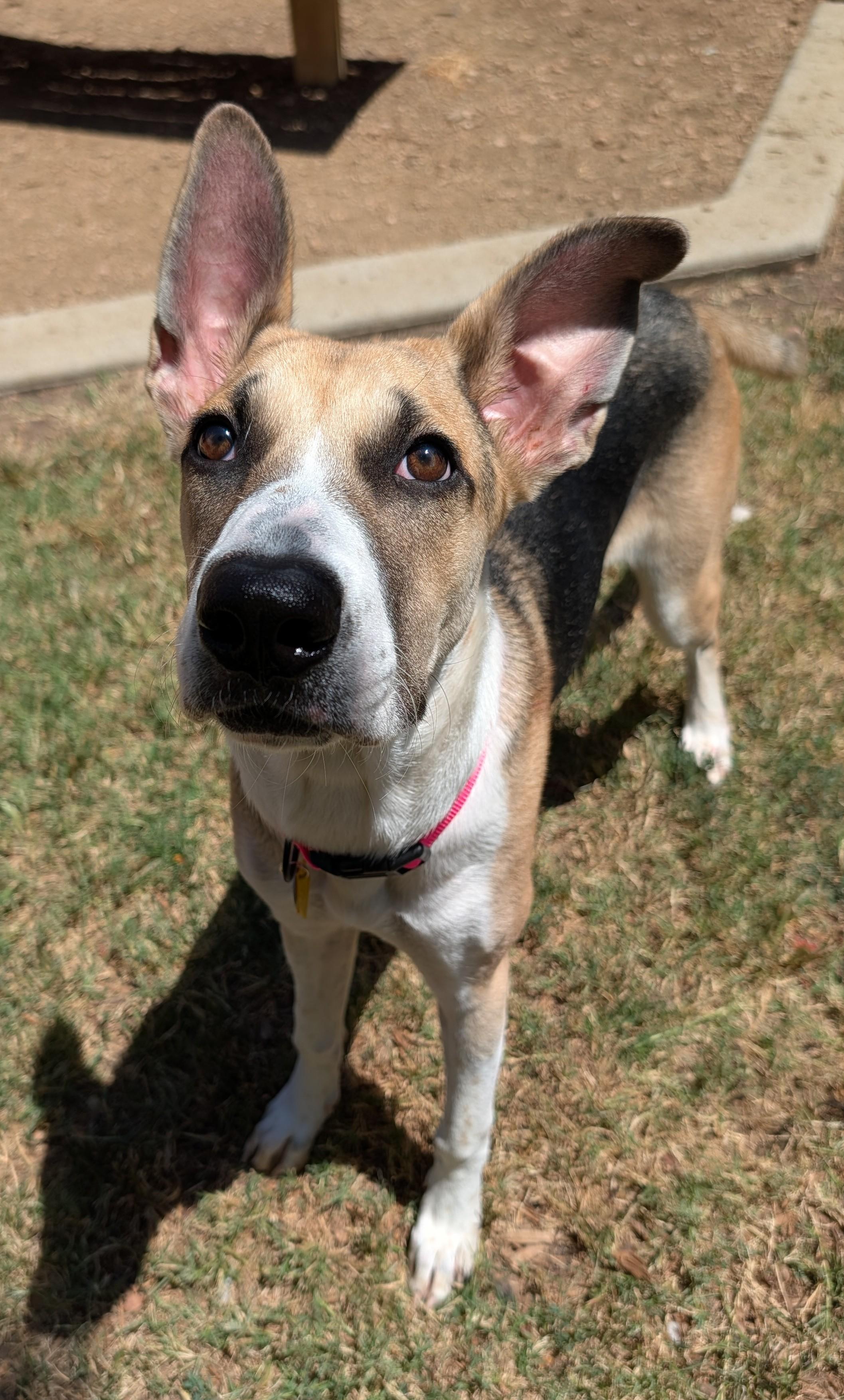 Enlarge Trixie A219660 VIP, a Adoptable mixed breed in Plano, TX image 2/6
