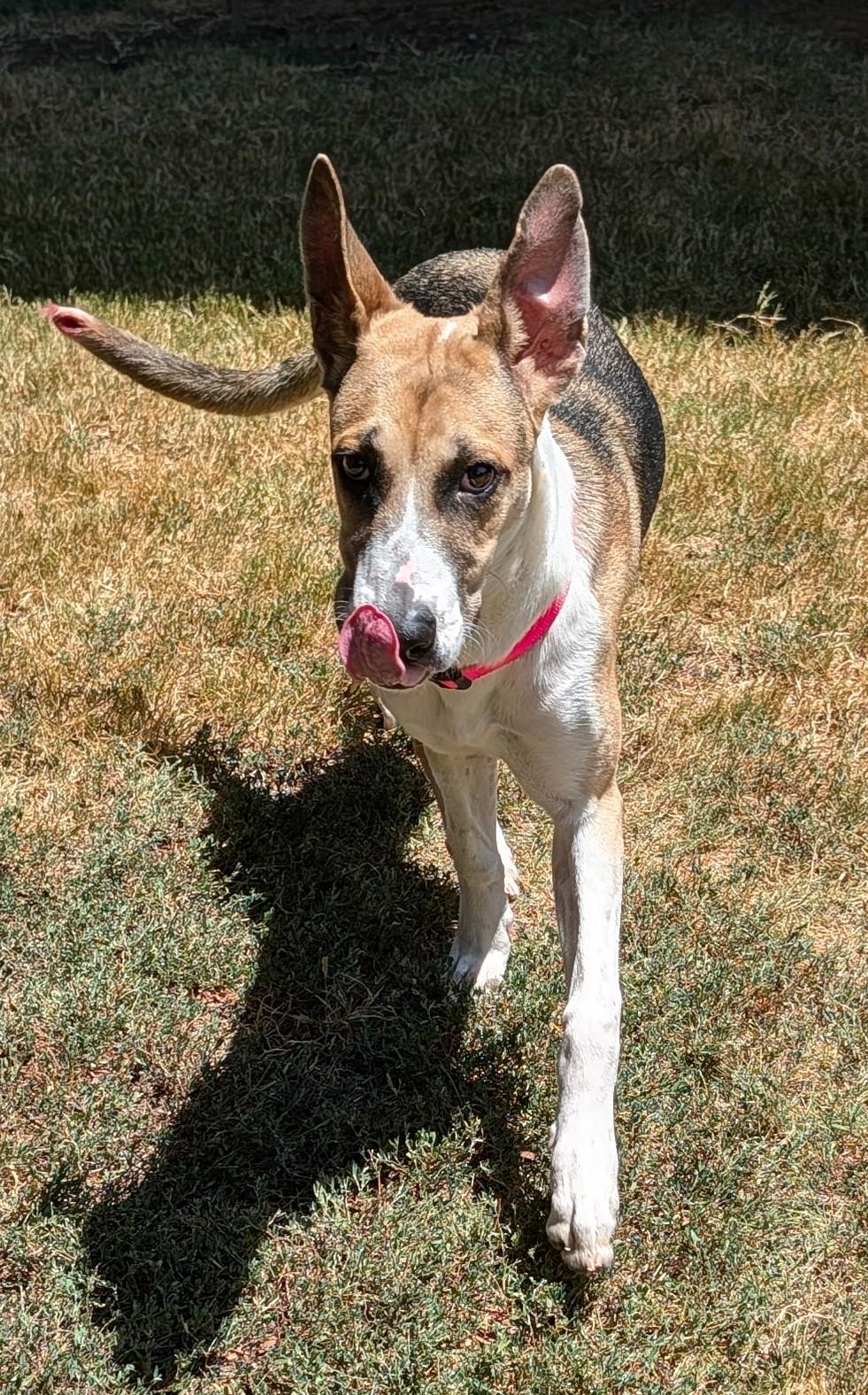 Enlarge Trixie A219660 VIP, a Adoptable mixed breed in Plano, TX image 6/6