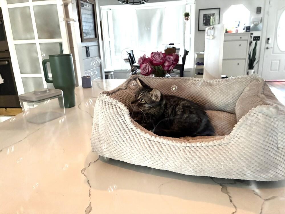 Enlarge Bamboo, a Adoptable Domestic Long Hair in DELTONA, FL image 1/4