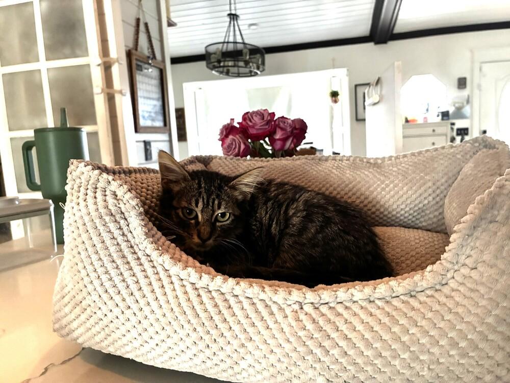 Enlarge Bamboo, a Adoptable Domestic Long Hair in DELTONA, FL image 2/4