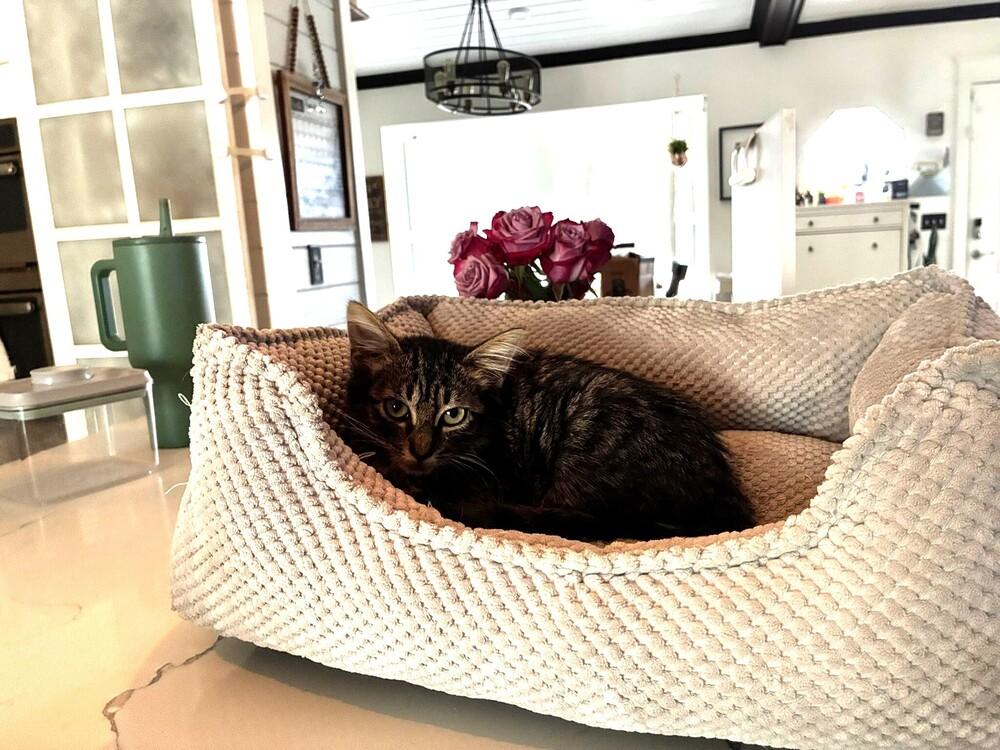 Enlarge Bamboo, a Adoptable Domestic Long Hair in DELTONA, FL image 3/4