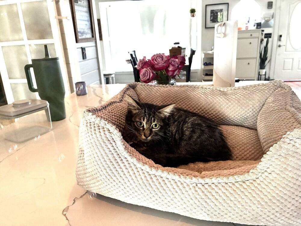 Bamboo, Adoptable, Kitten Female Domestic Long Hair.