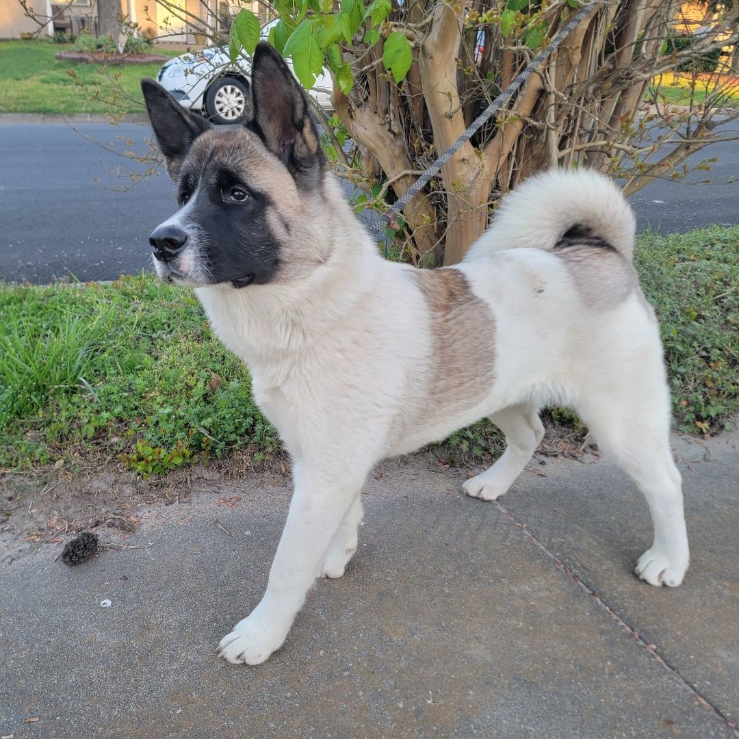 Enlarge Akira, a Adopted Akita in Chesapeake, VA image 1/12