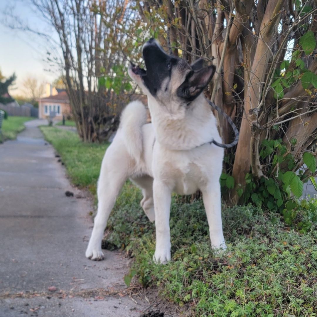 Enlarge Akira, a Adopted Akita in Chesapeake, VA image 2/12