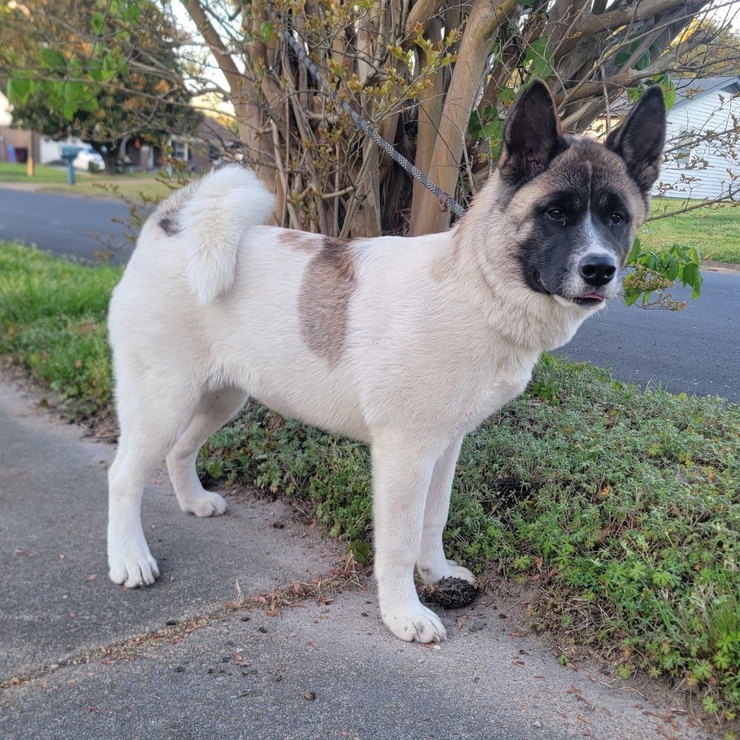 Enlarge Akira, a Adopted Akita in Chesapeake, VA image 4/12