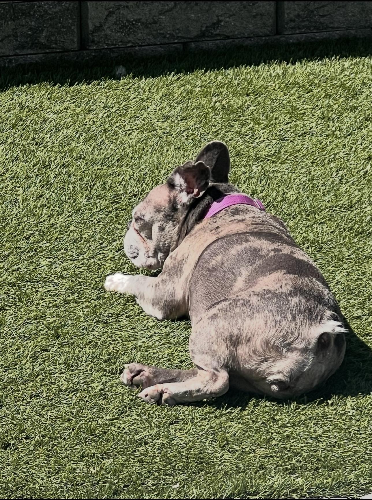 Enlarge Bella, a ADOPTABLE French Bulldog in Las Vegas, NV image 2/2
