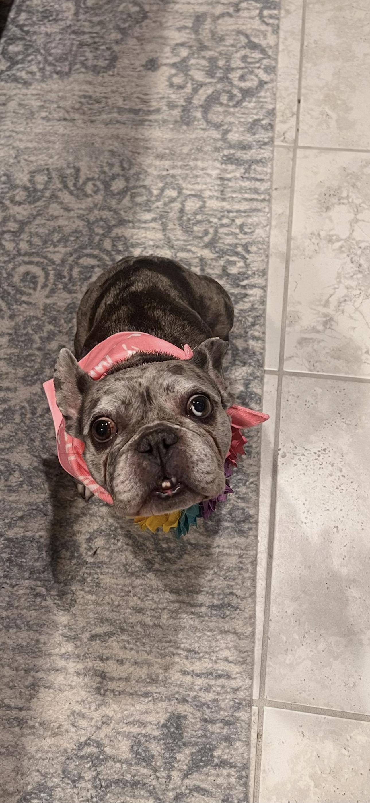 Bella, ADOPTABLE, Adult Female French Bulldog.