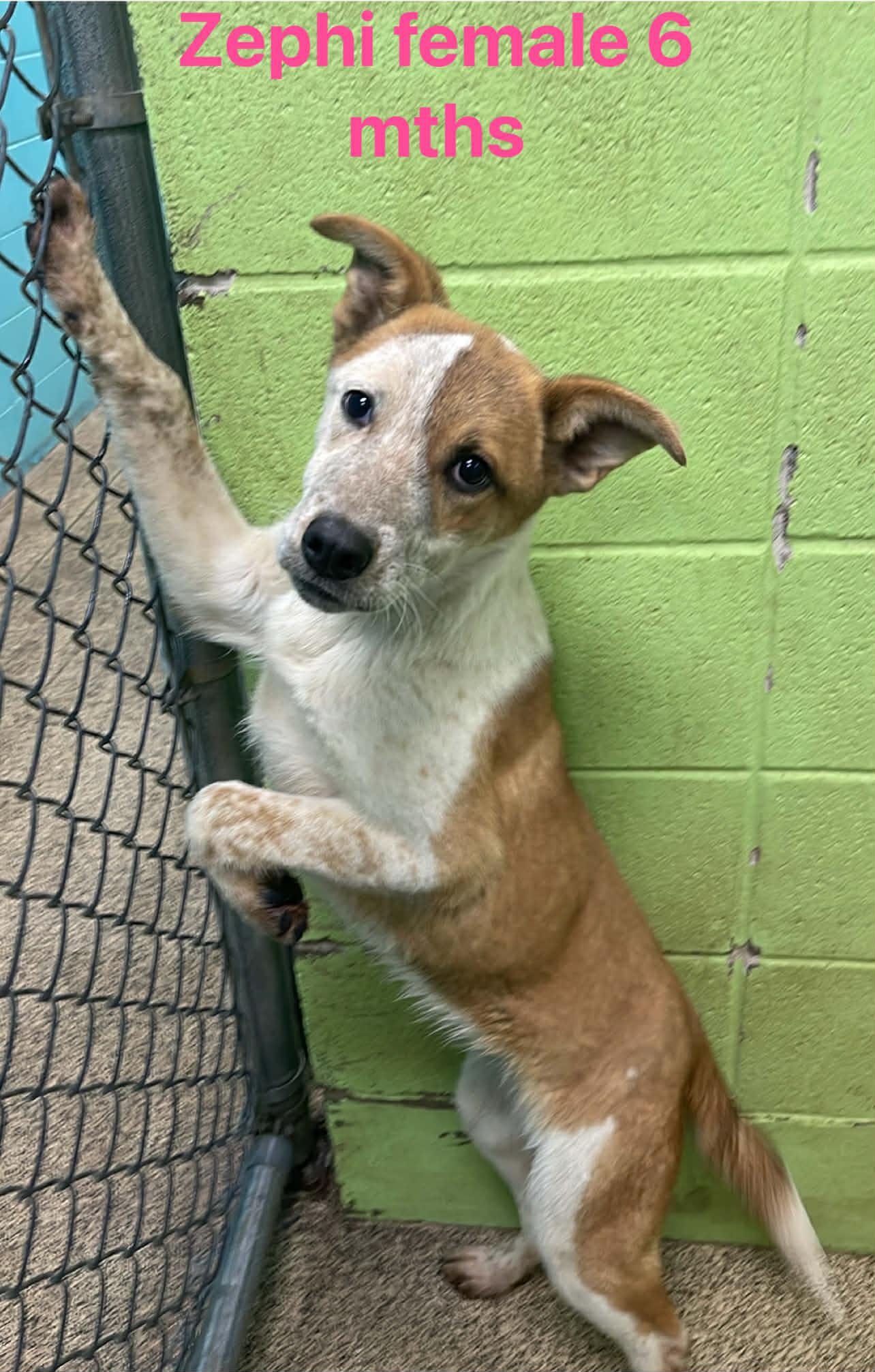 Zephi, ADOPTABLE, Young Female Australian Cattle Dog / Blue Heeler.