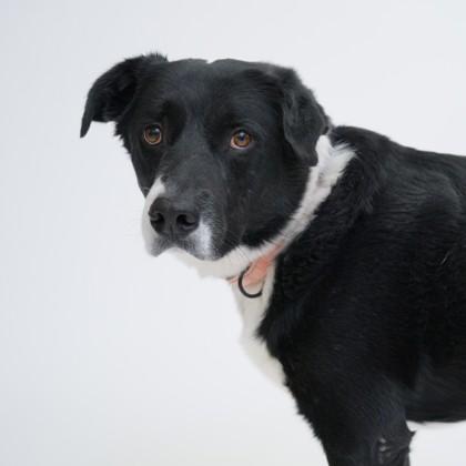 Oreo, Adoptable, Adult Male Labrador Retriever & Mixed Breed.