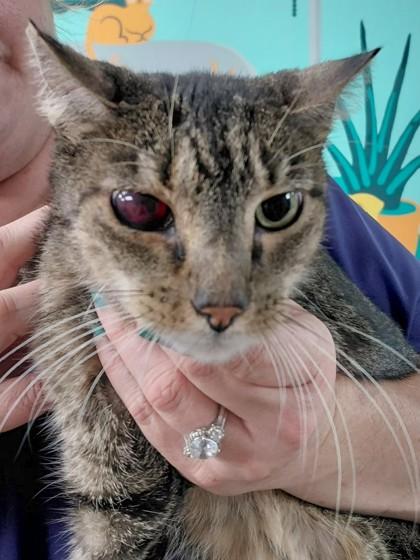 KAREN, Adoptable, Senior Female Domestic Short Hair & Domestic Short Hair.
