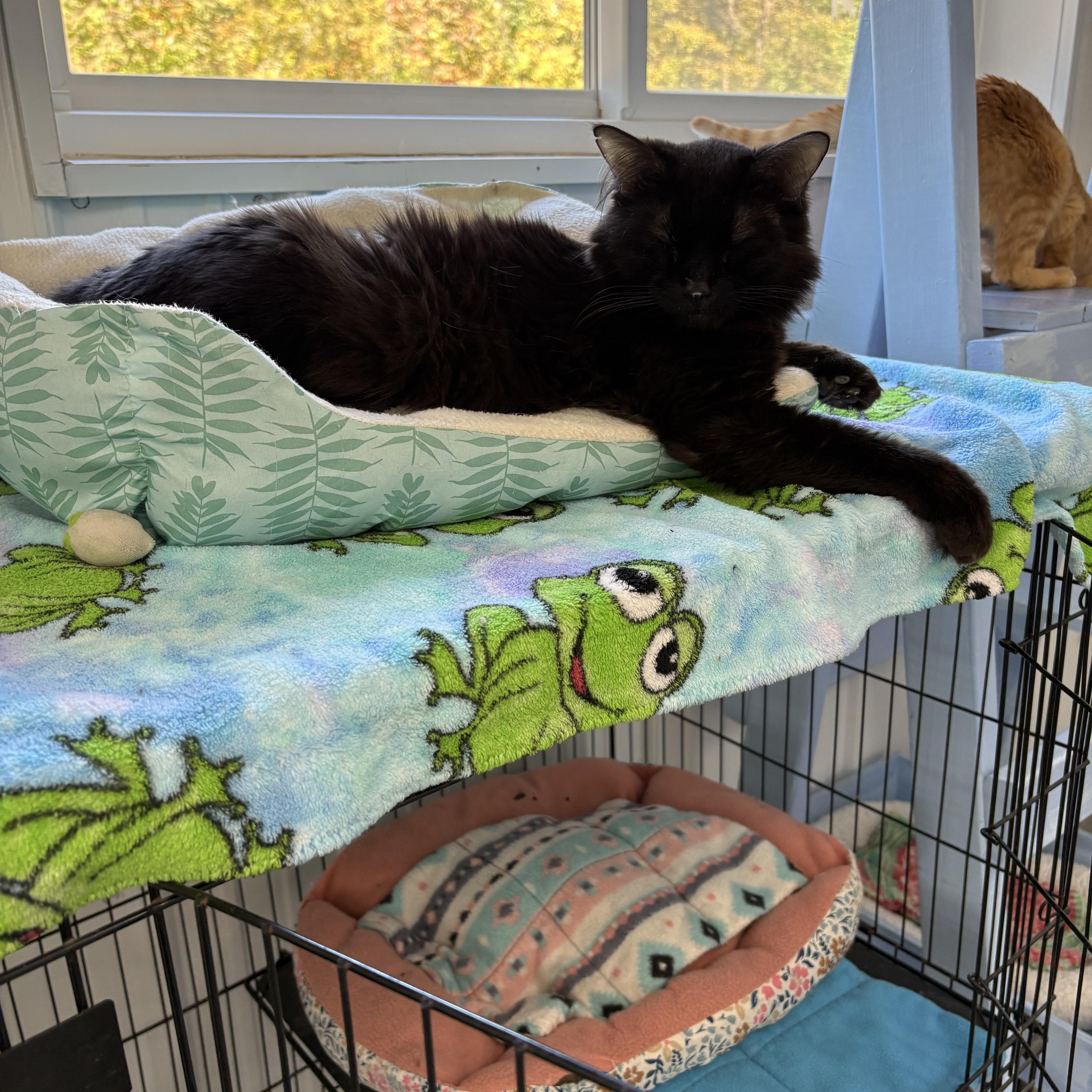 Enlarge Orlin, a Adoptable Domestic Long Hair in Big Rapids, MI image 2/4