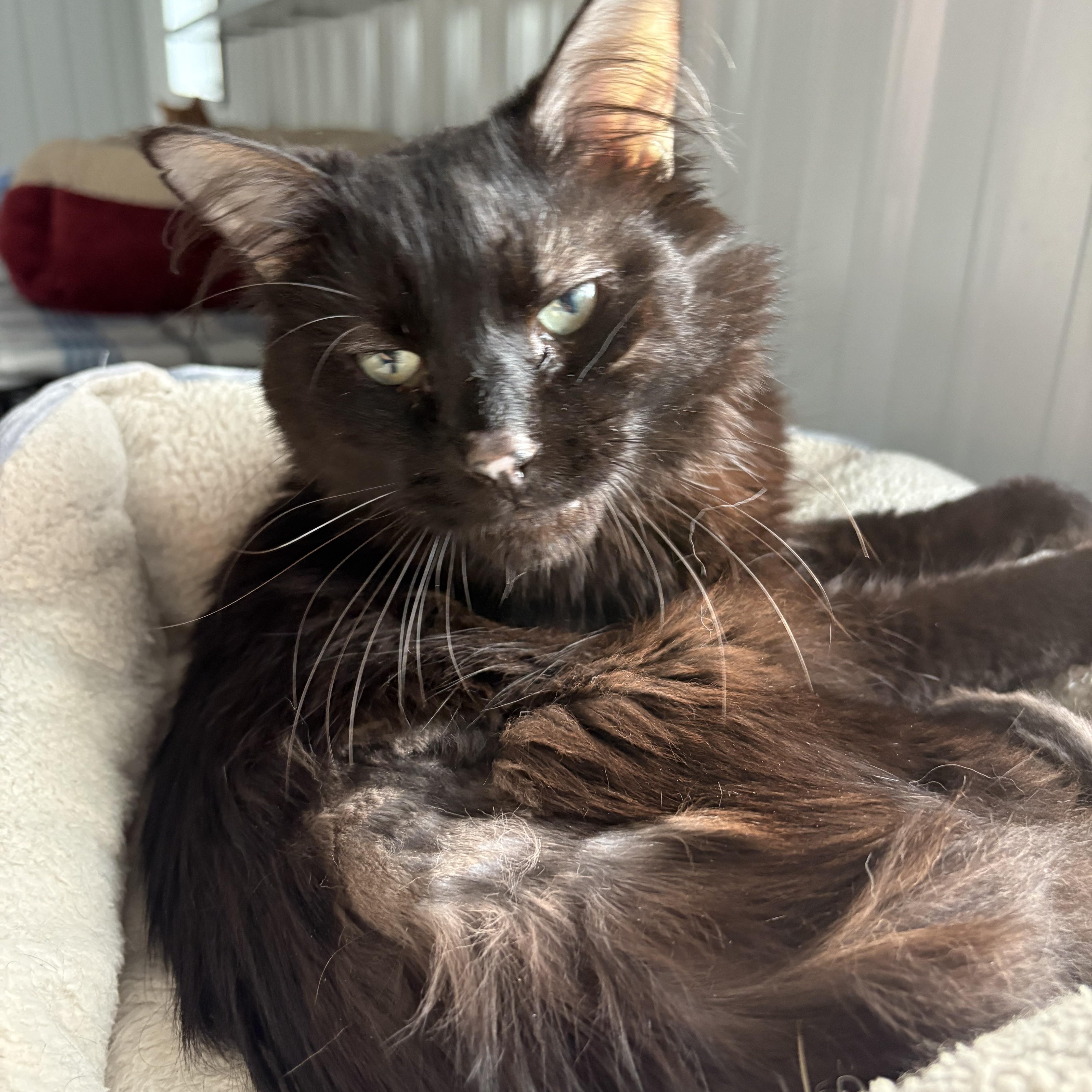 Enlarge Orlin, a ADOPTABLE Domestic Long Hair in Big Rapids, MI image 2/3