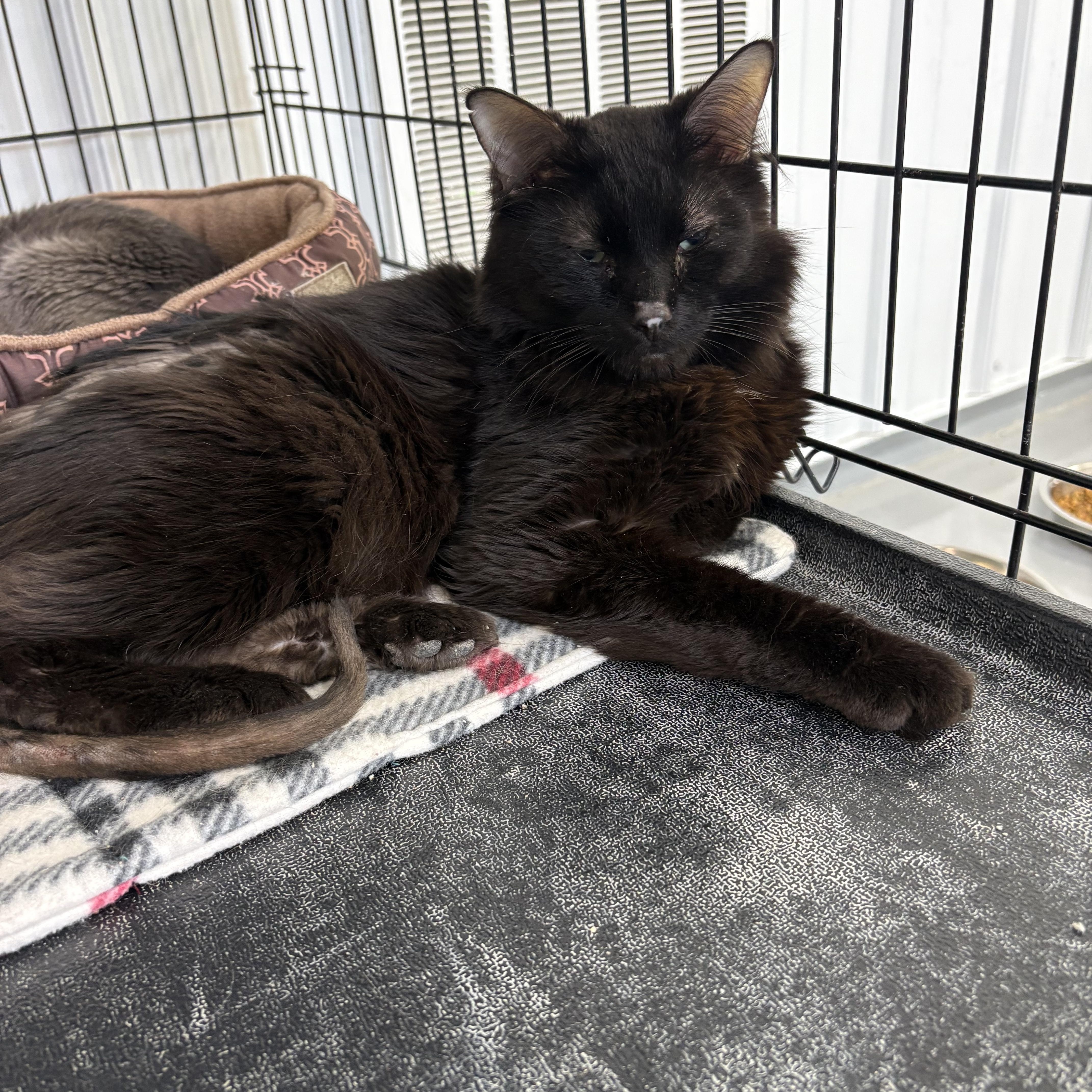 Enlarge Orlin, a ADOPTABLE Domestic Long Hair in Big Rapids, MI image 3/3