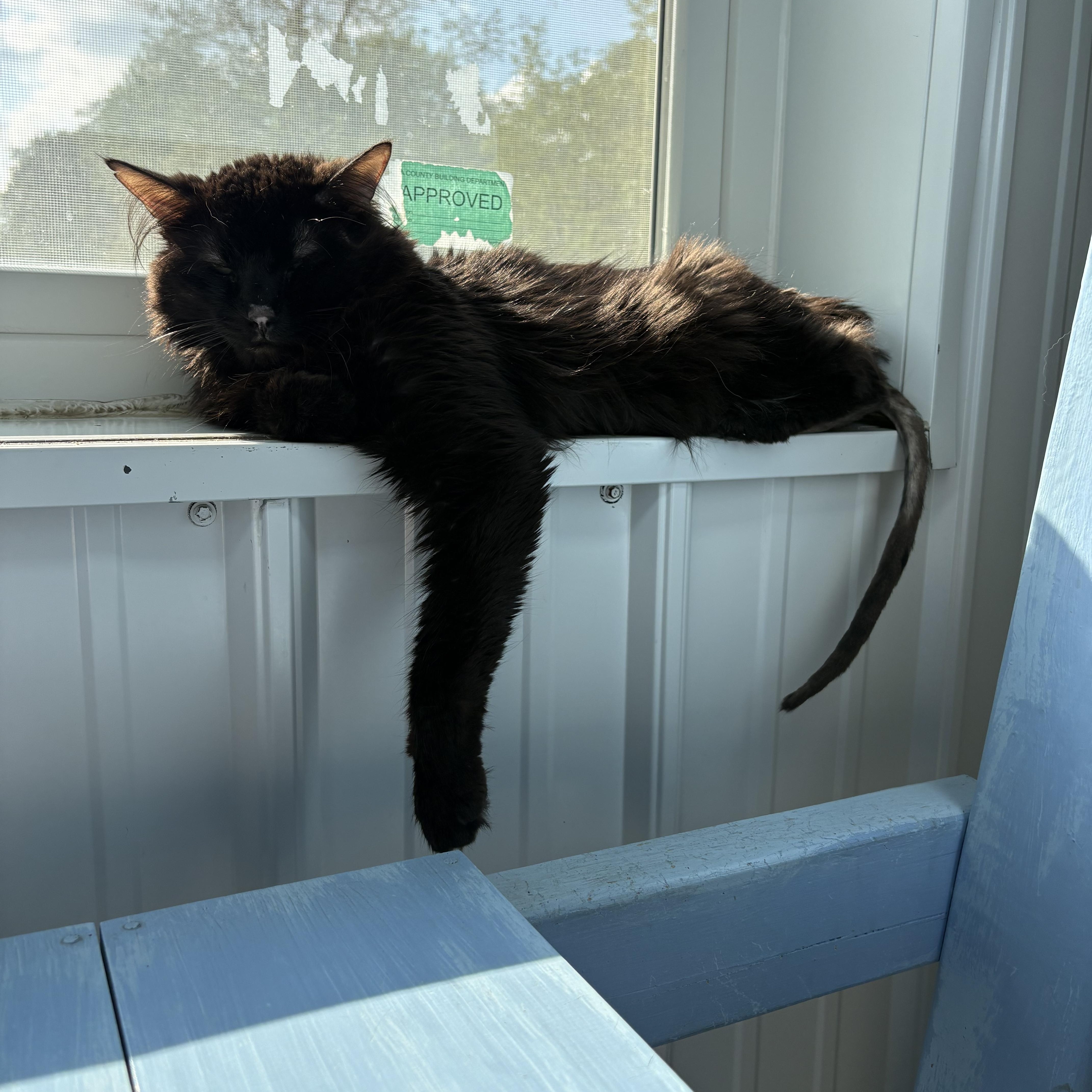 Orlin, ADOPTABLE, Adult Male Domestic Long Hair.