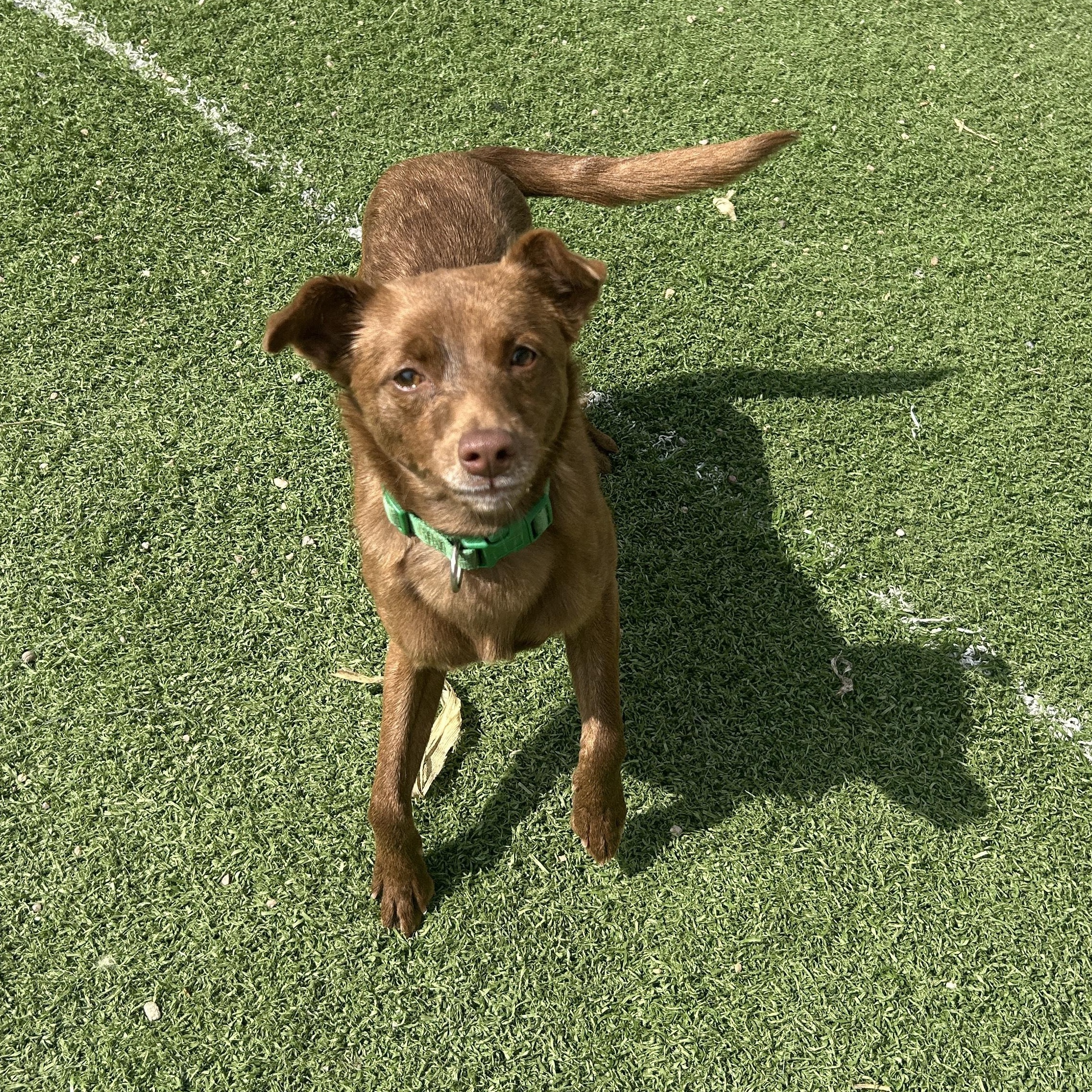 Brandy, ADOPTABLE, Young Female Chihuahua.