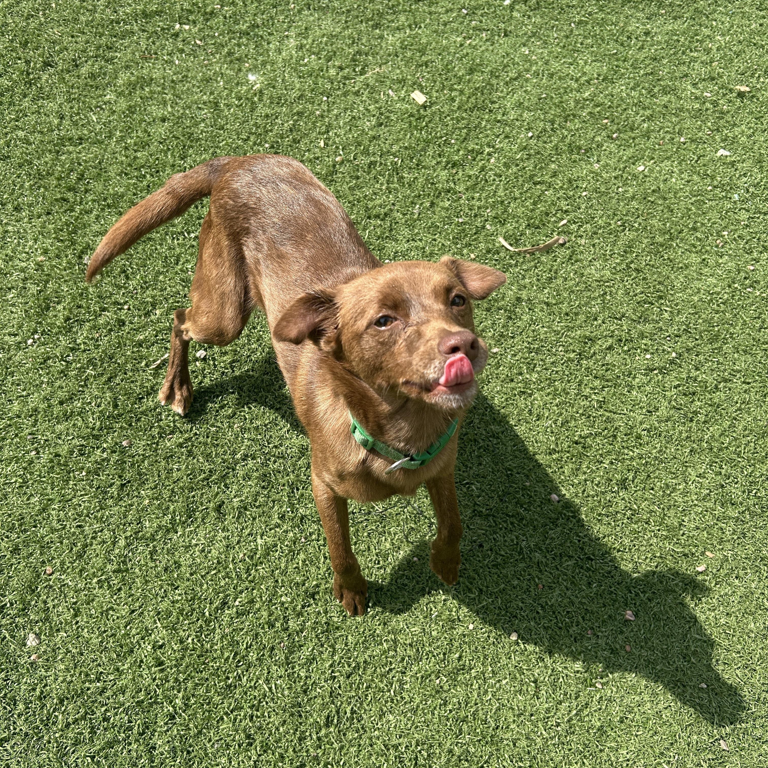 Enlarge Brandy, a ADOPTABLE mixed breed in Seward, NE image 2/4