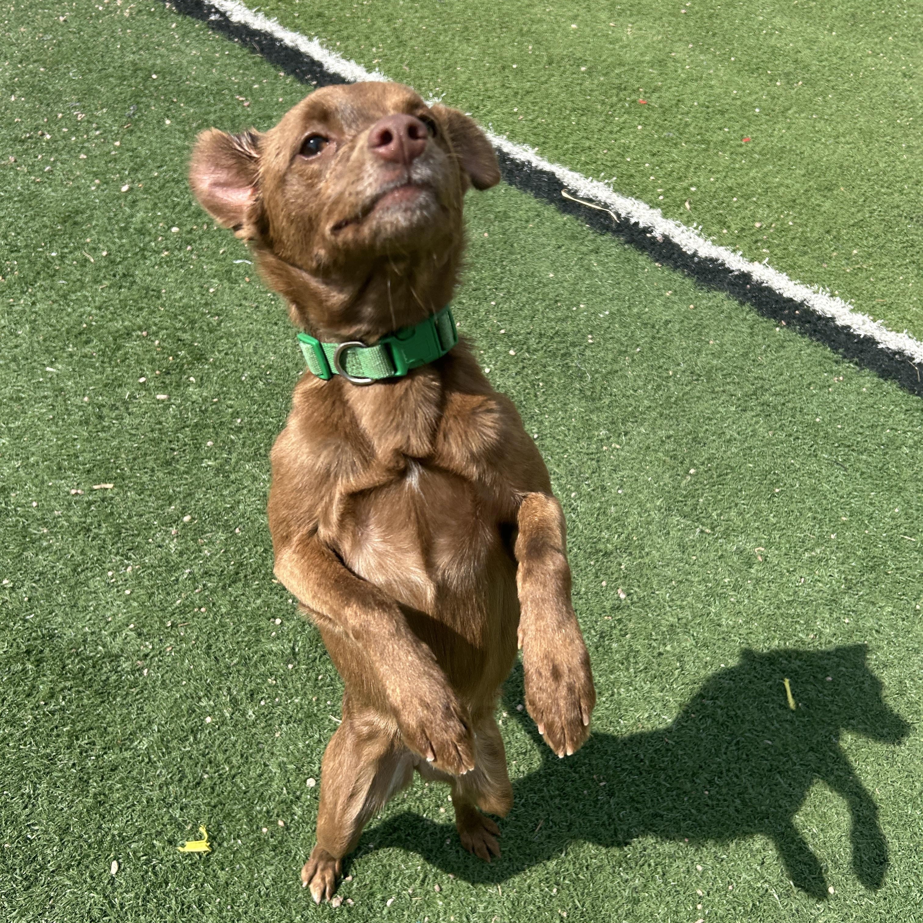 Enlarge Brandy, a ADOPTABLE mixed breed in Seward, NE image 3/4