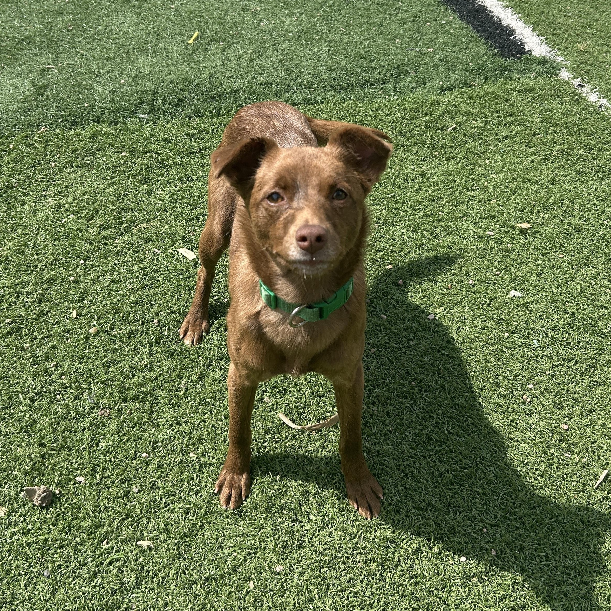 Enlarge Brandy, a ADOPTABLE mixed breed in Seward, NE image 4/4