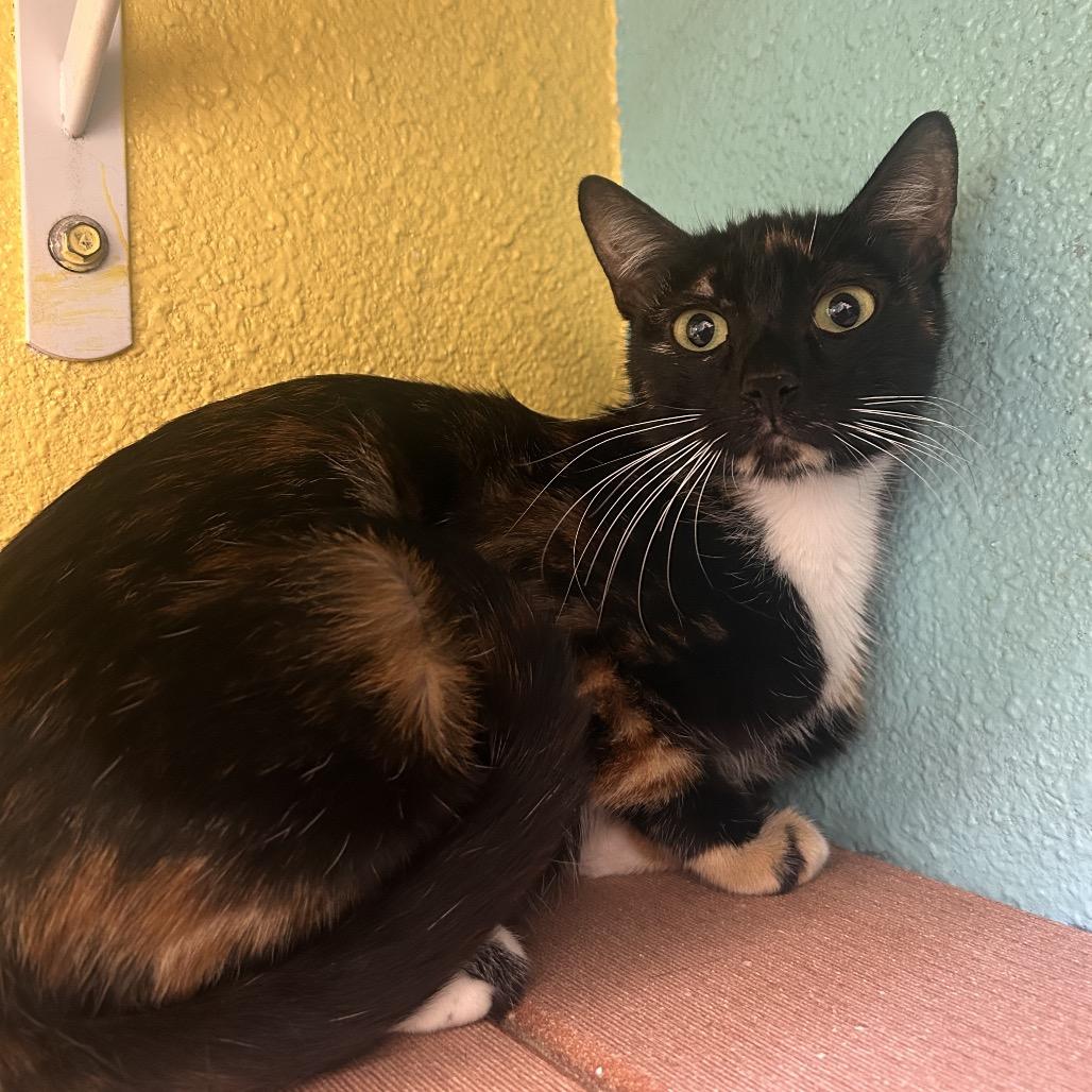 Funshine Bear, Adoptable, Young Female Domestic Short Hair.