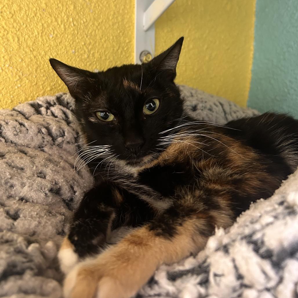 Enlarge Funshine Bear, a Adoptable Domestic Short Hair in Fresno, CA image 2/5
