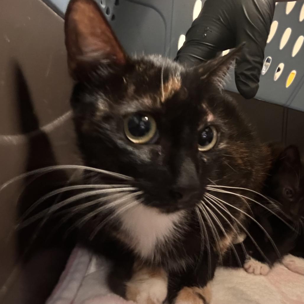 Enlarge Funshine Bear, a Adoptable Domestic Short Hair in Fresno, CA image 3/5