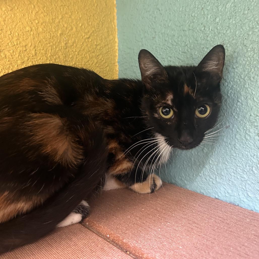 Enlarge Funshine Bear, a Adoptable Domestic Short Hair in Fresno, CA image 4/5