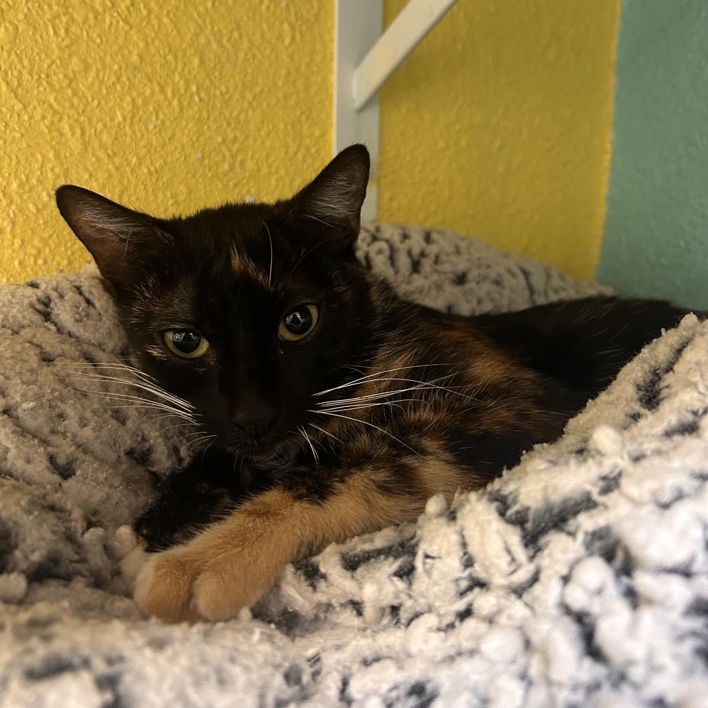 Enlarge Funshine Bear, a Adoptable Domestic Short Hair in Fresno, CA image 5/5