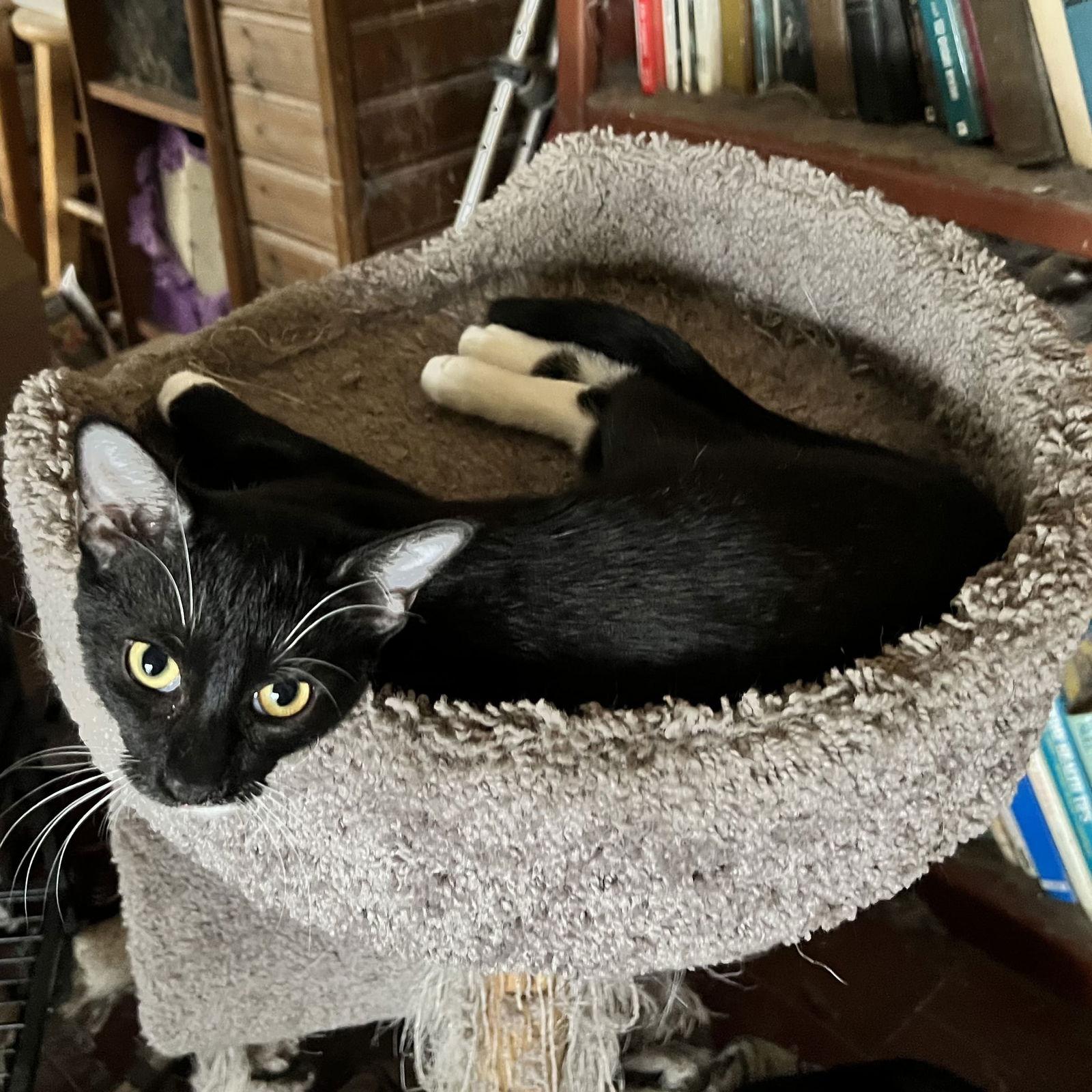 Emerald, Adoptable, Young Female Domestic Short Hair.