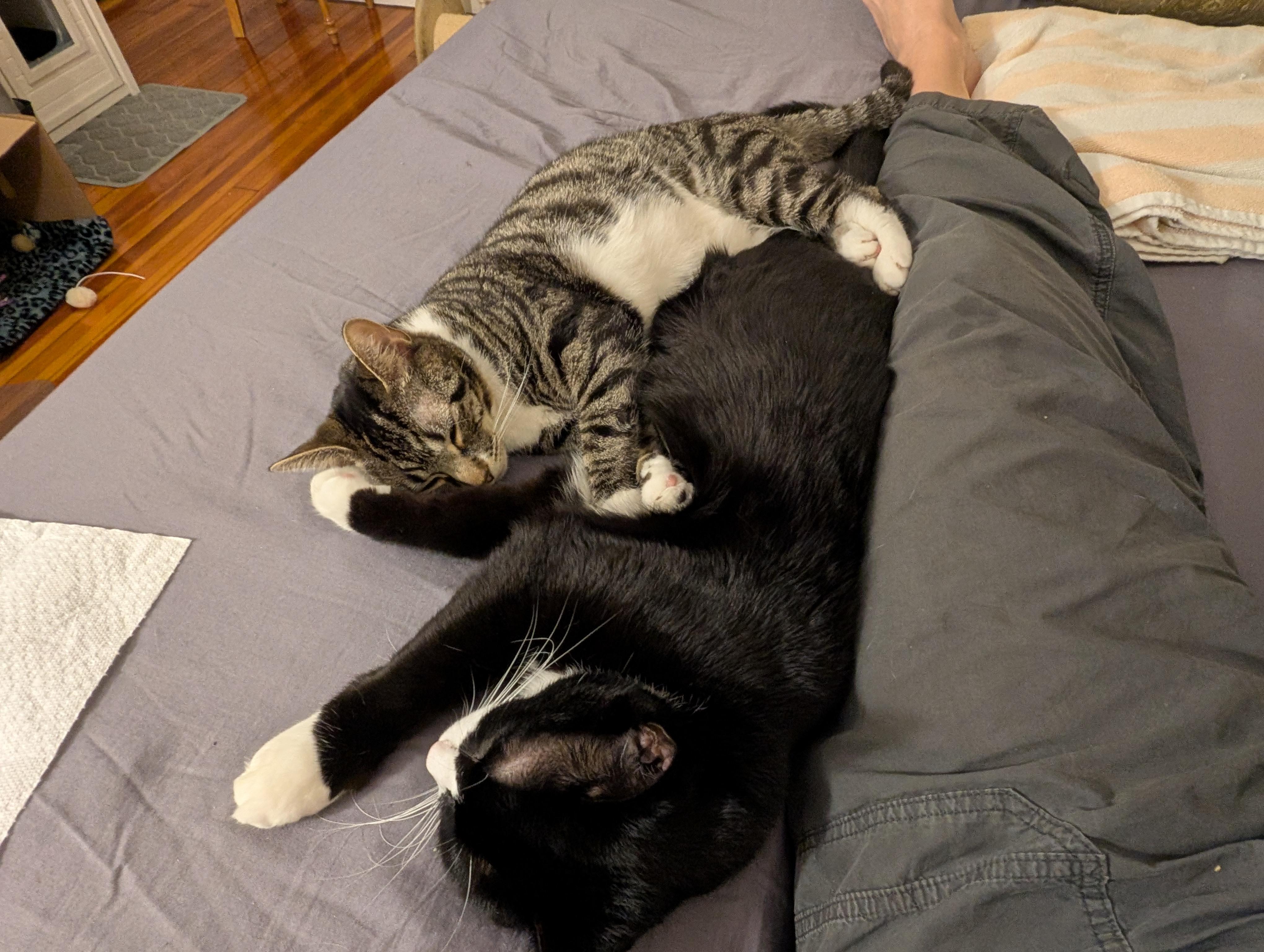 Enlarge Klaus & Nova, a ADOPTABLE Domestic Short Hair in Arlington, MA image 2/6