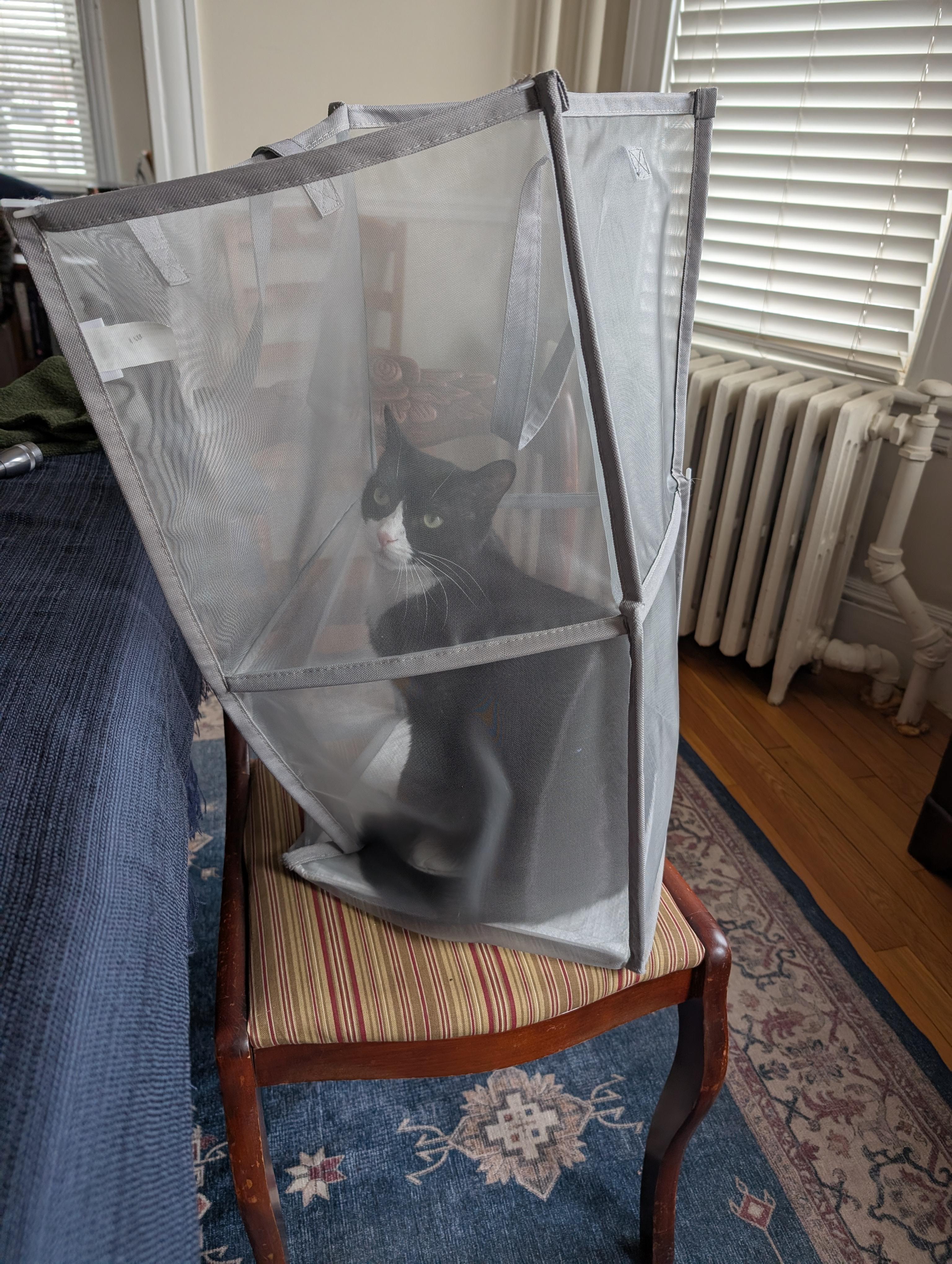 Enlarge Klaus & Nova, a ADOPTABLE Domestic Short Hair in Arlington, MA image 6/6