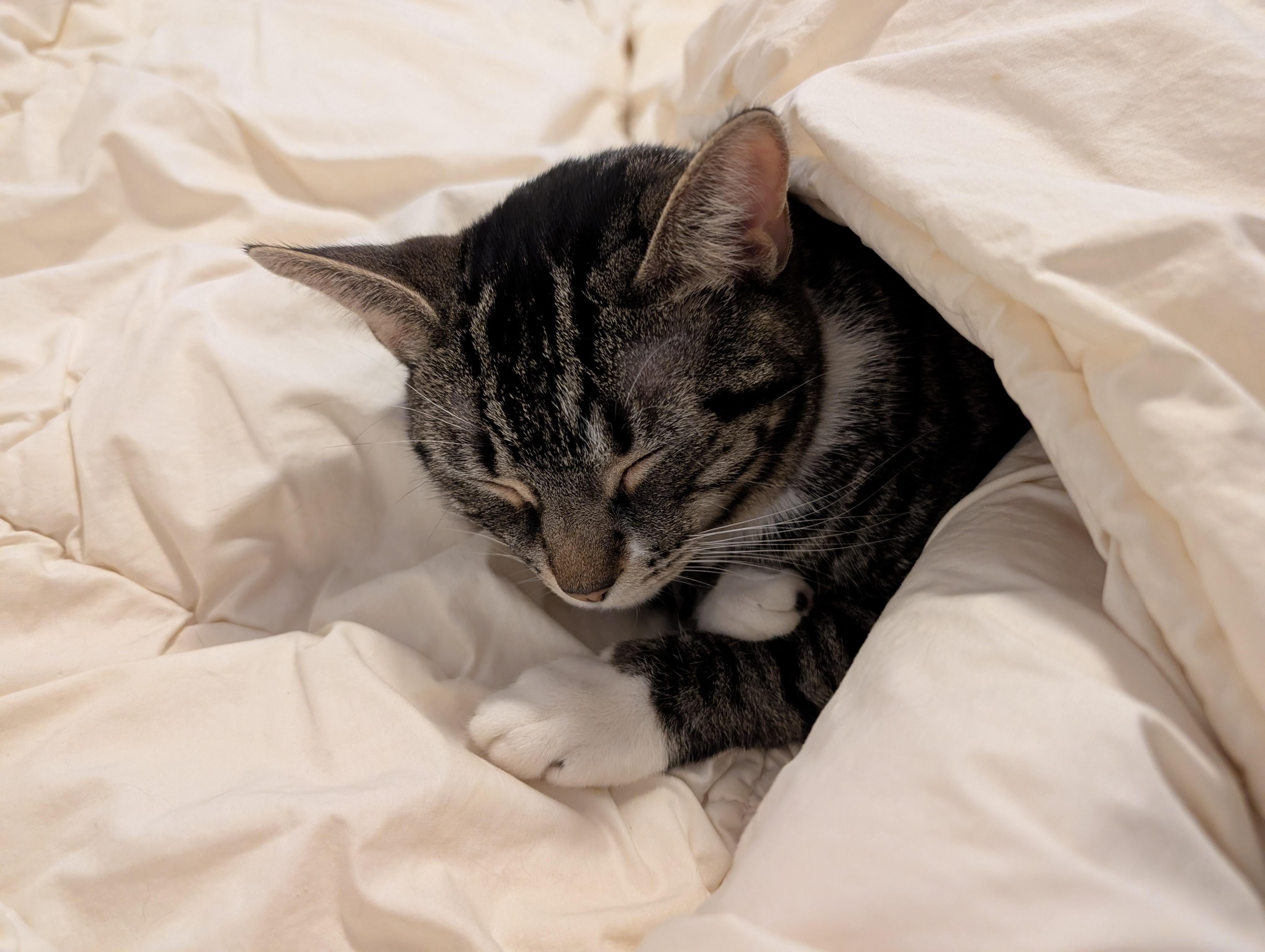 Enlarge Klaus & Nova, a ADOPTABLE Domestic Short Hair in Arlington, MA image 5/6