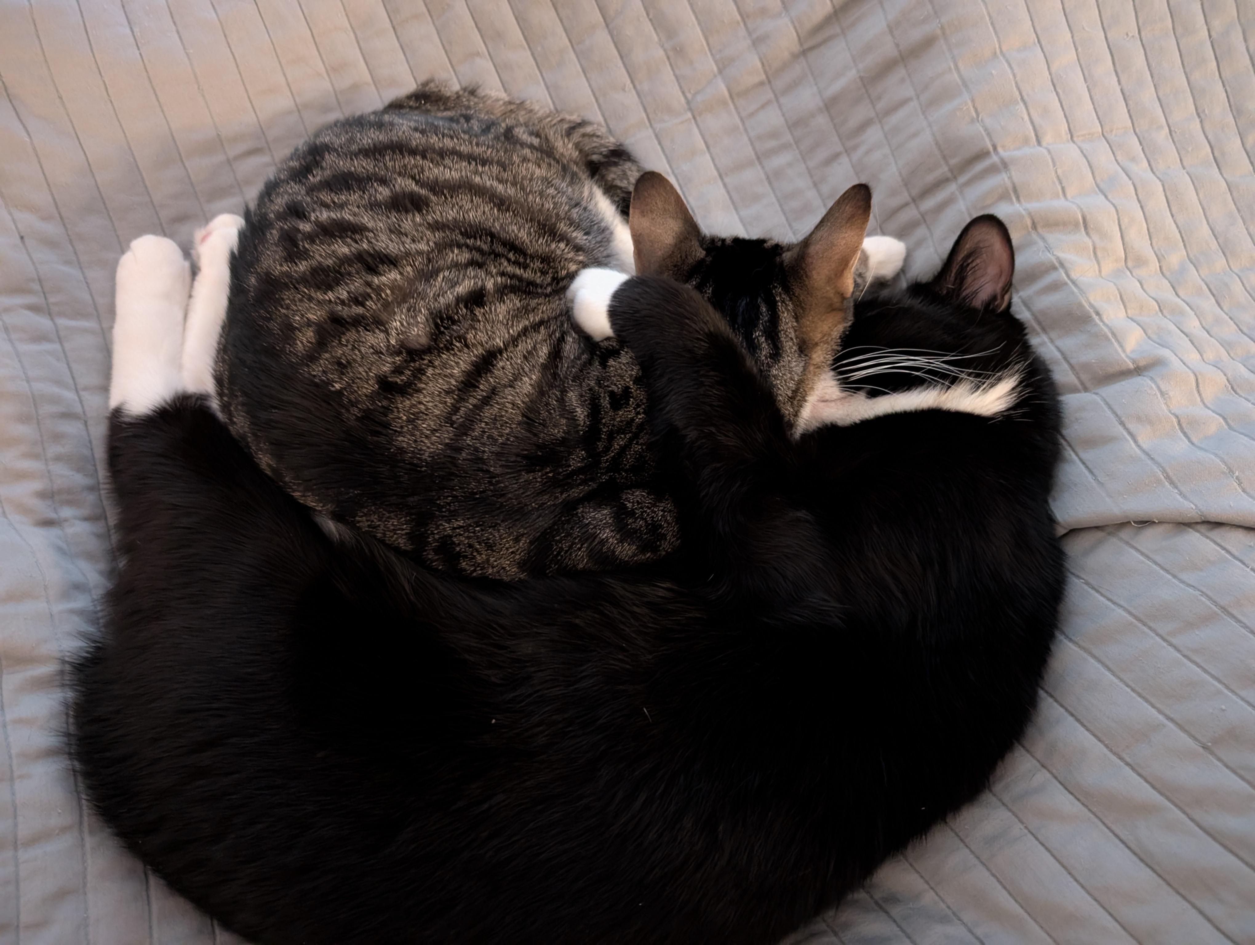 Enlarge Klaus & Nova, a ADOPTABLE Domestic Short Hair in Arlington, MA image 3/6