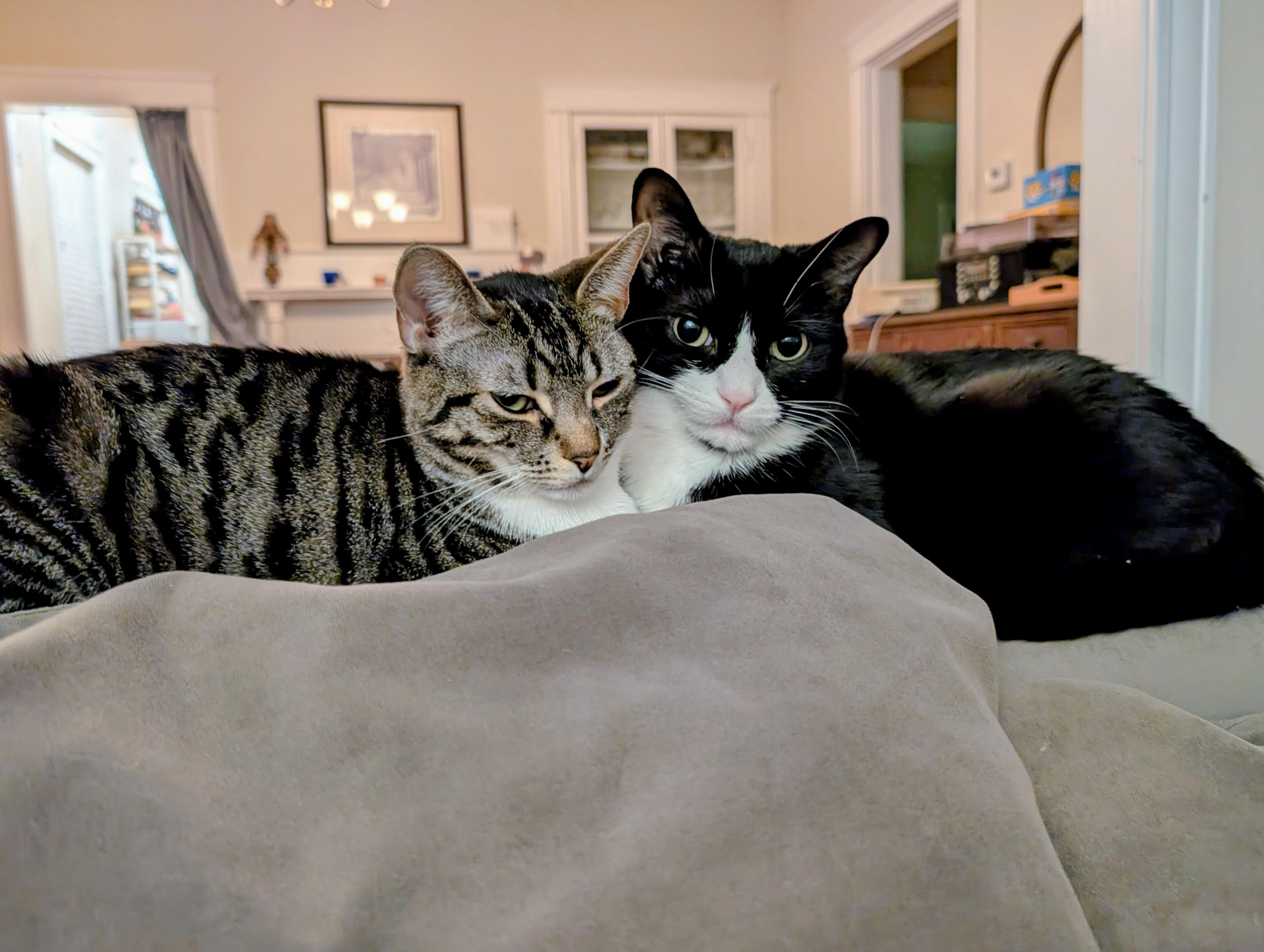 Klaus & Nova, ADOPTABLE, Young Male Domestic Short Hair.