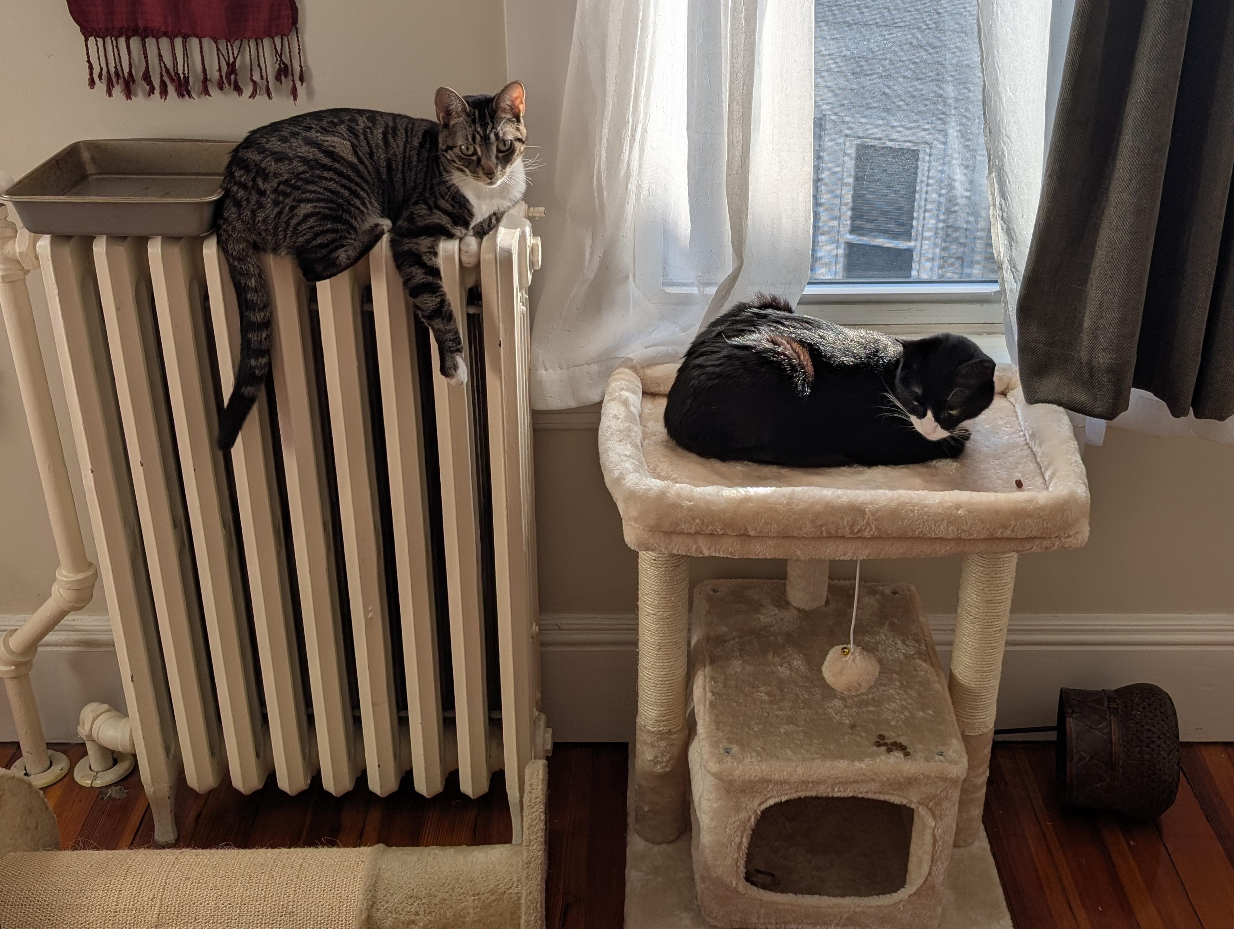 Enlarge Klaus & Nova, a ADOPTABLE Domestic Short Hair in Arlington, MA image 4/6