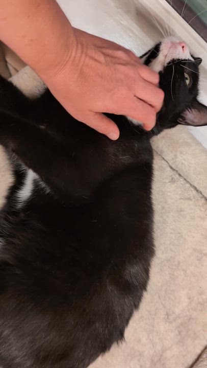 Enlarge Klaus & Nova, a ADOPTABLE Domestic Short Hair in Watertown, MA video 6/6