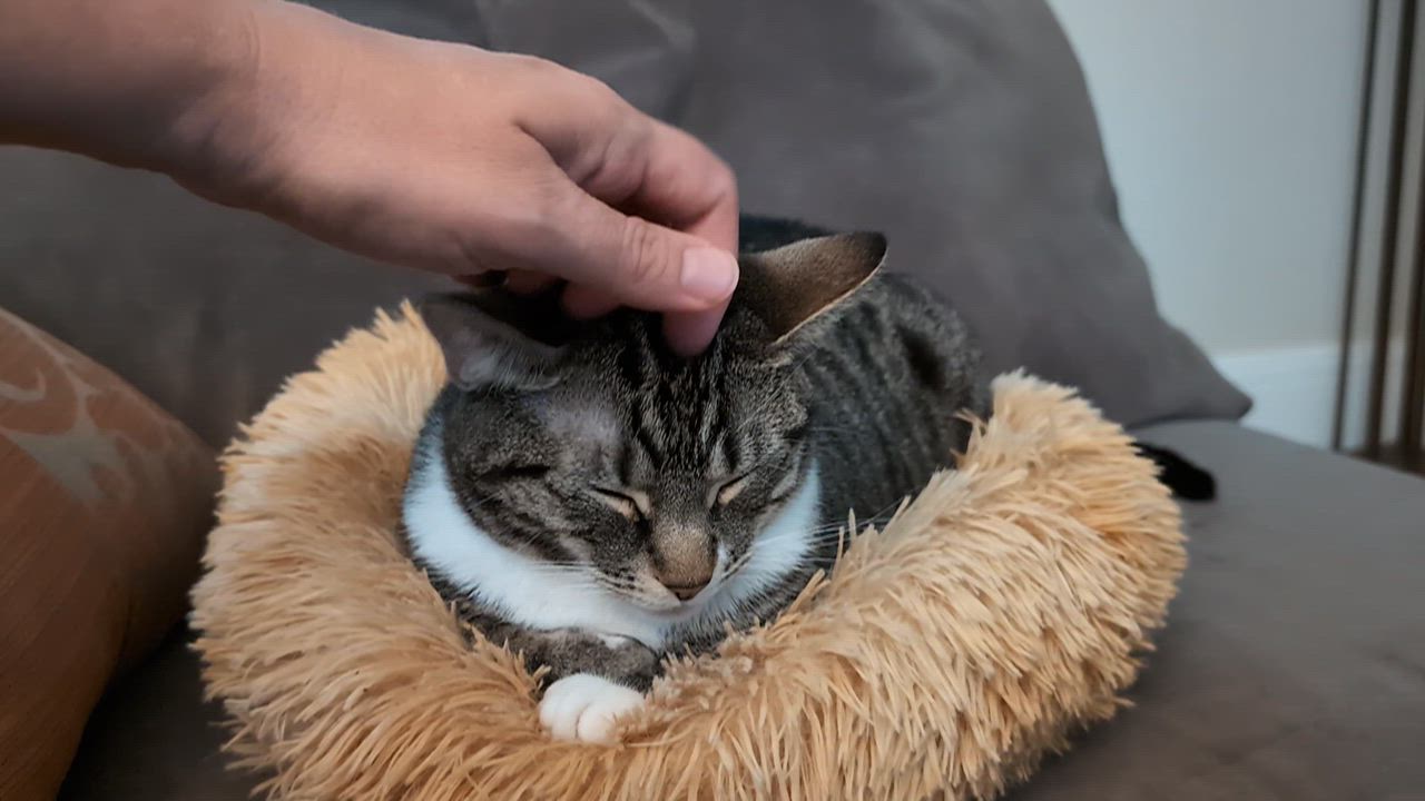 Enlarge Klaus & Nova, a ADOPTABLE Domestic Short Hair in Watertown, MA video 5/6