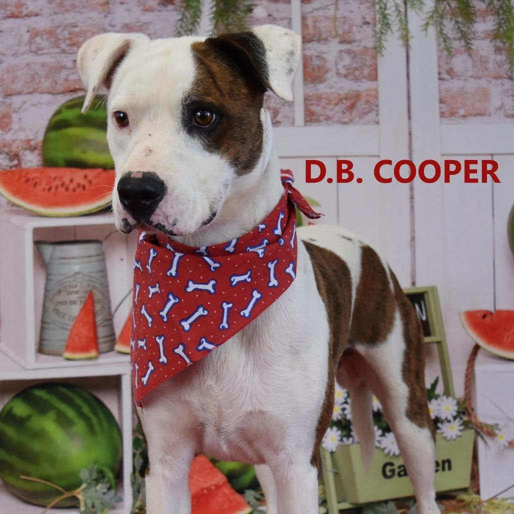 D.B. Cooper, a Adoptable Pit Bull Terrier in Yuma, AZ image 1/2