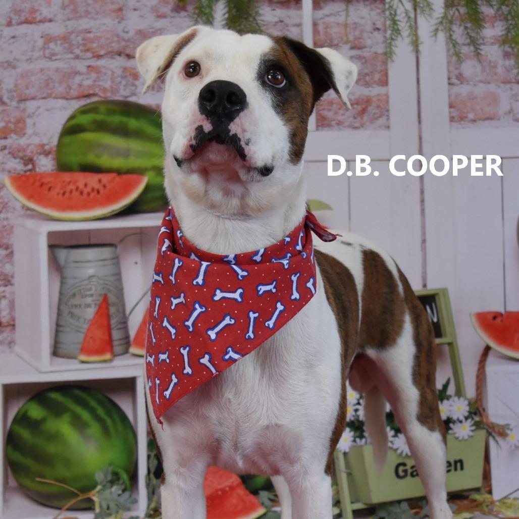D.B. Cooper, a Adoptable Pit Bull Terrier in Yuma, AZ image 1/2