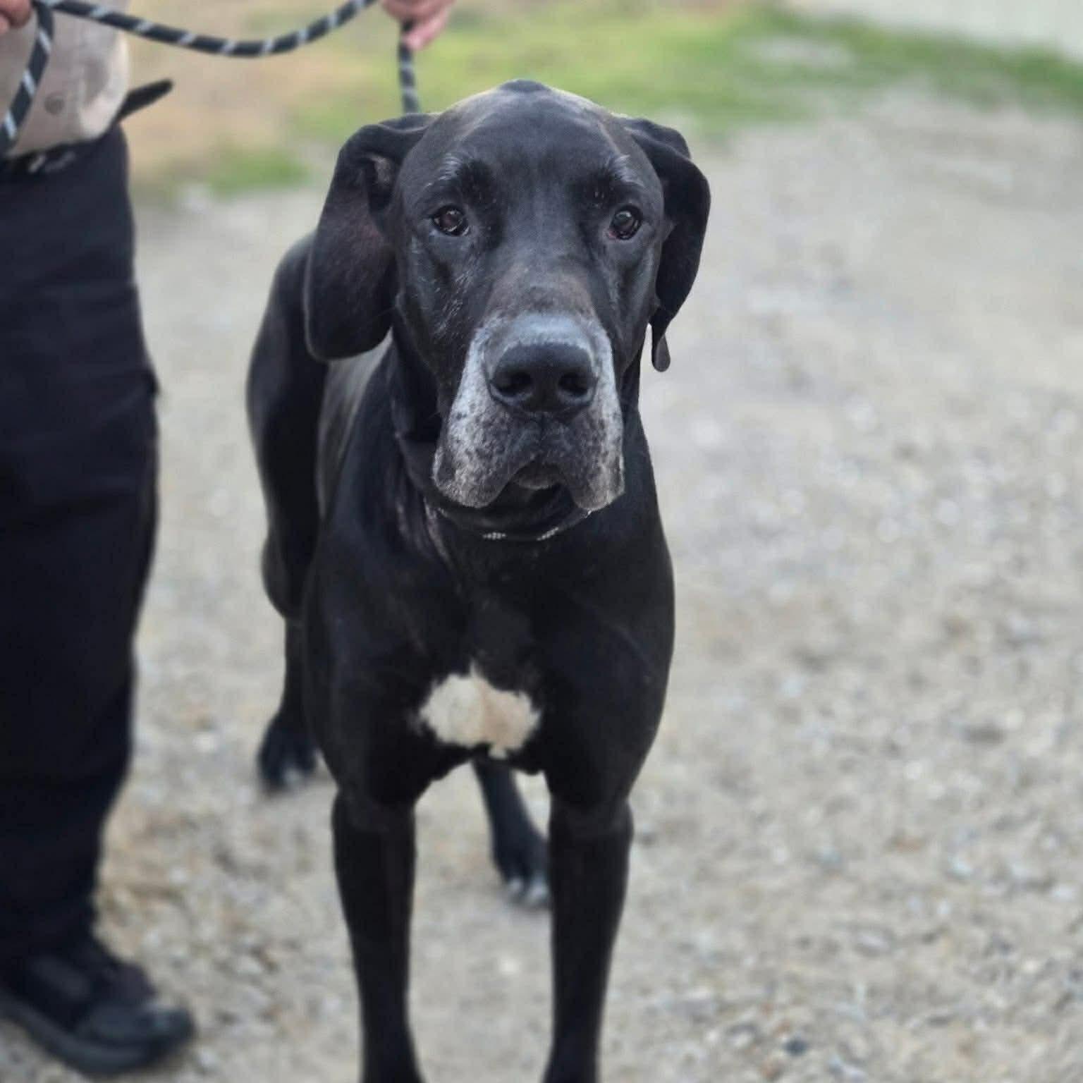 Woody, adopted, Adult Male Great Dane.