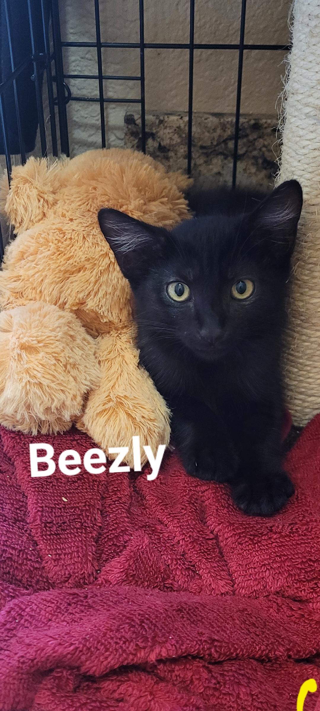 MR BEEZLY (Great ESA Kitty)
