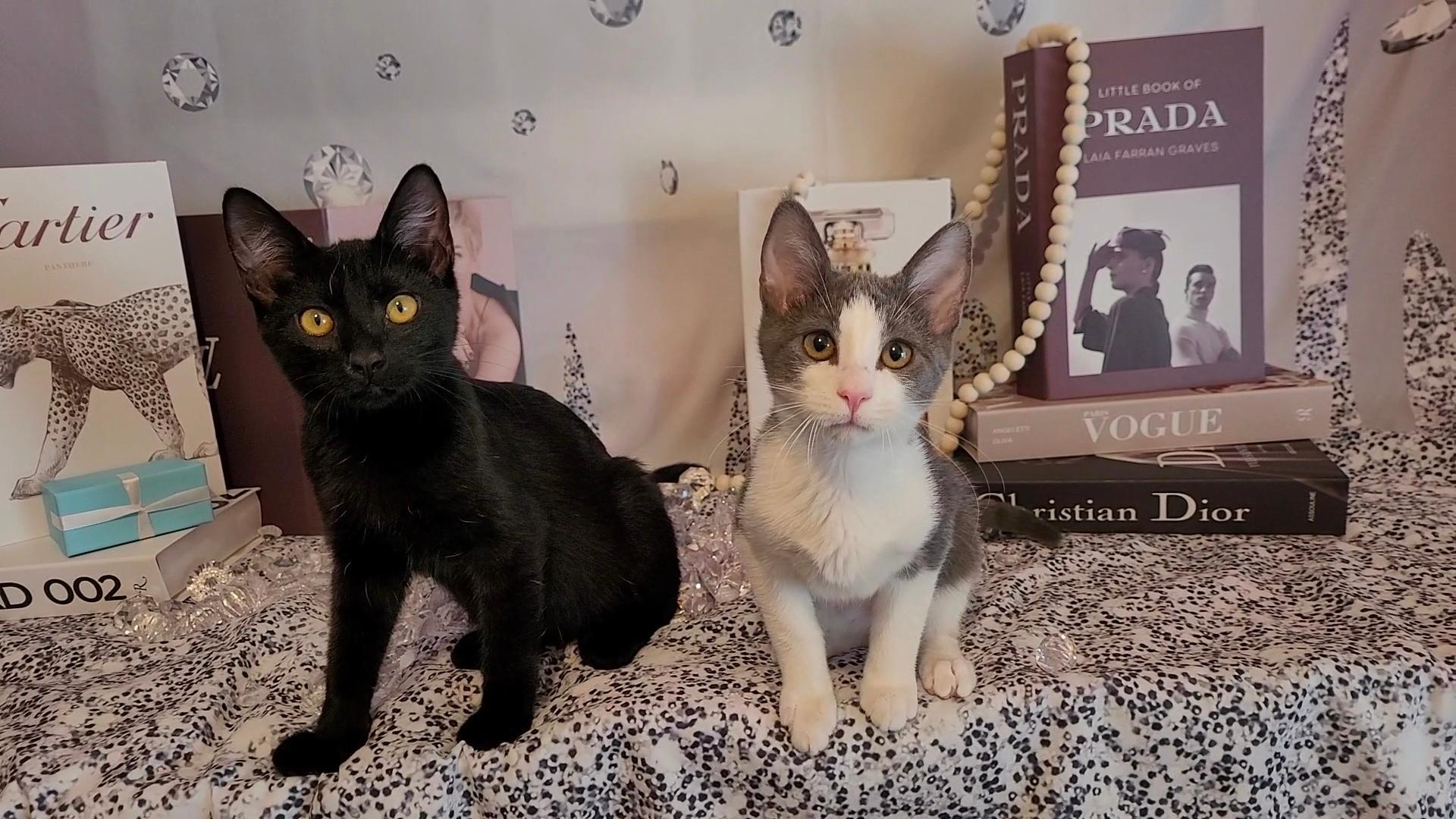 Enlarge MR BEEZLY (Great ESA Kitty), an adoptable Bombay in Escalon, CA image 6/6