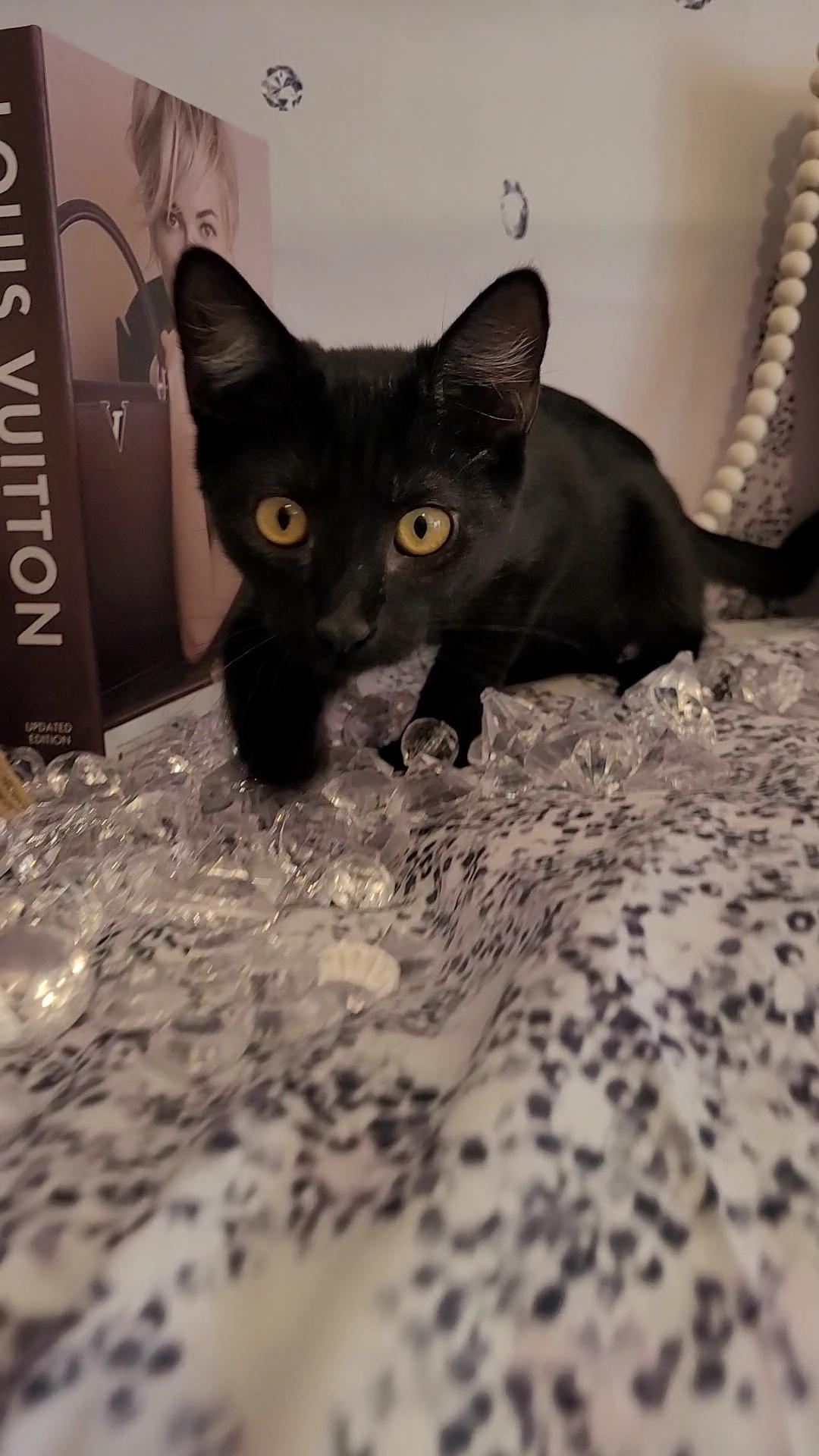 MR BEEZLY (Great ESA Kitty)