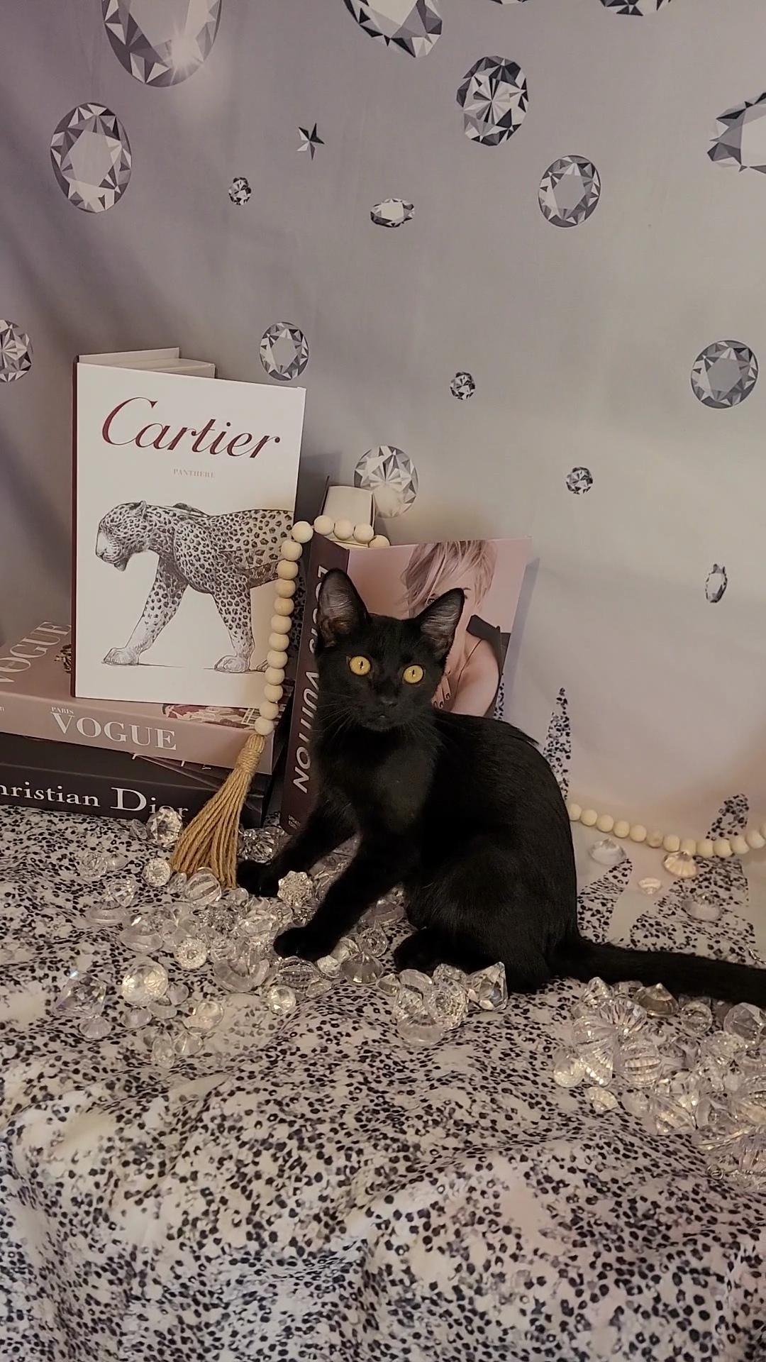 MR BEEZLY (Great ESA Kitty)