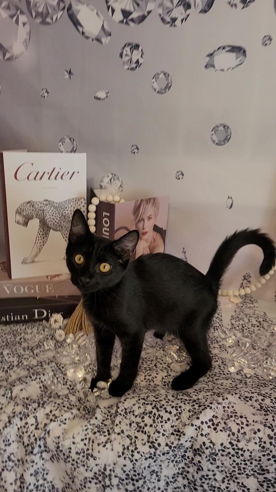 MR BEEZLY (Great ESA Kitty)