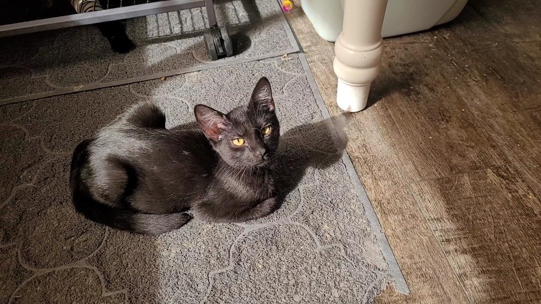 MR BEEZLY (Great ESA Kitty)